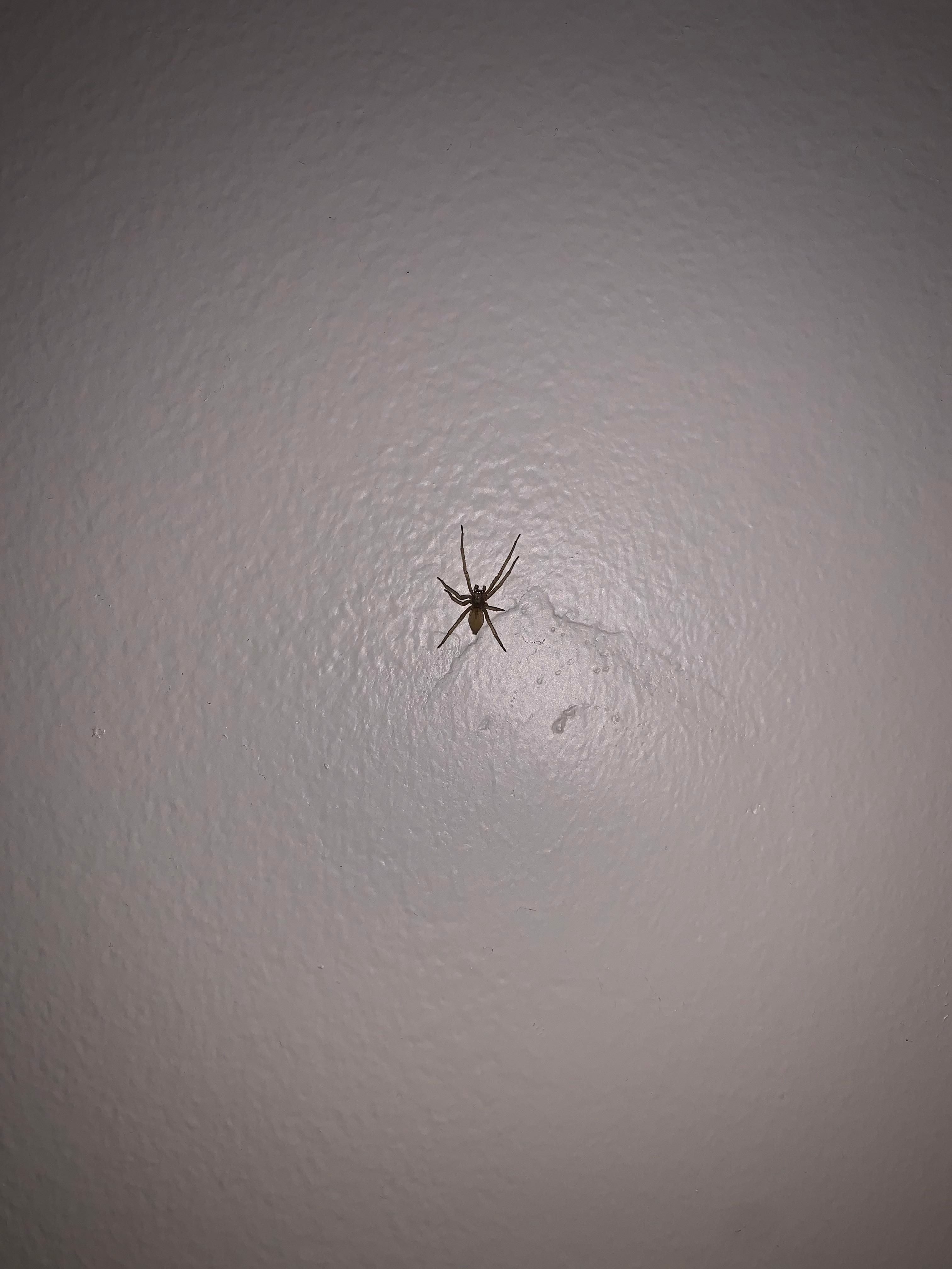 Wallpaper #cs61JJMB71dOy6JZdhGm147 Saw This Spider in My Apartment Anyone Know What Kind of Spider It is