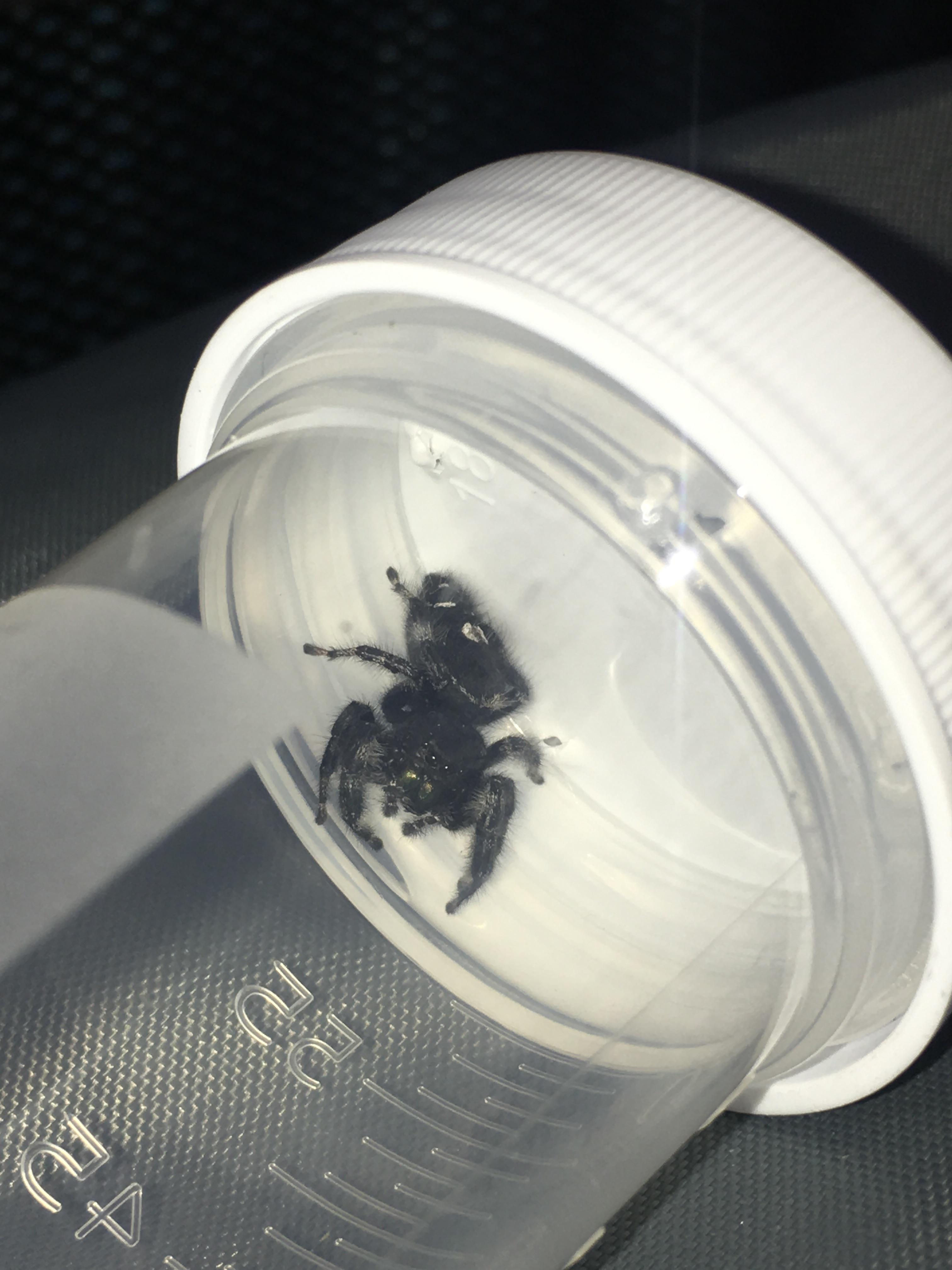 Wallpaper #e2dv9JIBSpphPi3-JXru258 Biggest Jumping Spider Ive Ever Seen About the Size of a Nickel What