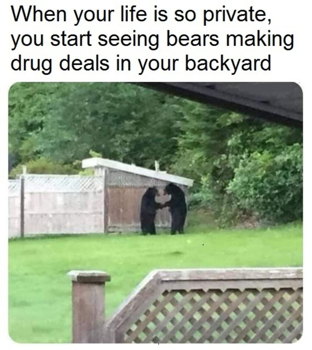 Wallpaper #V_9bapMB3lSXT3zUceam339 Cursed Bear Memes