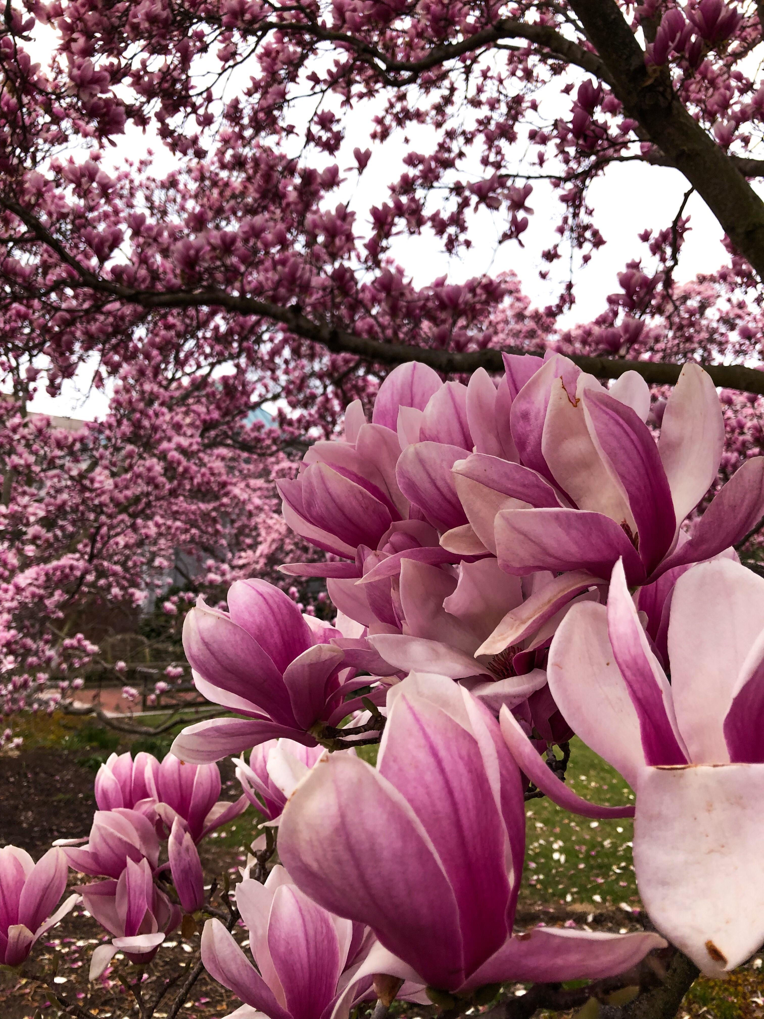 Wallpaper #35F56 Pink Magnolia Trees Crazy for Gardening