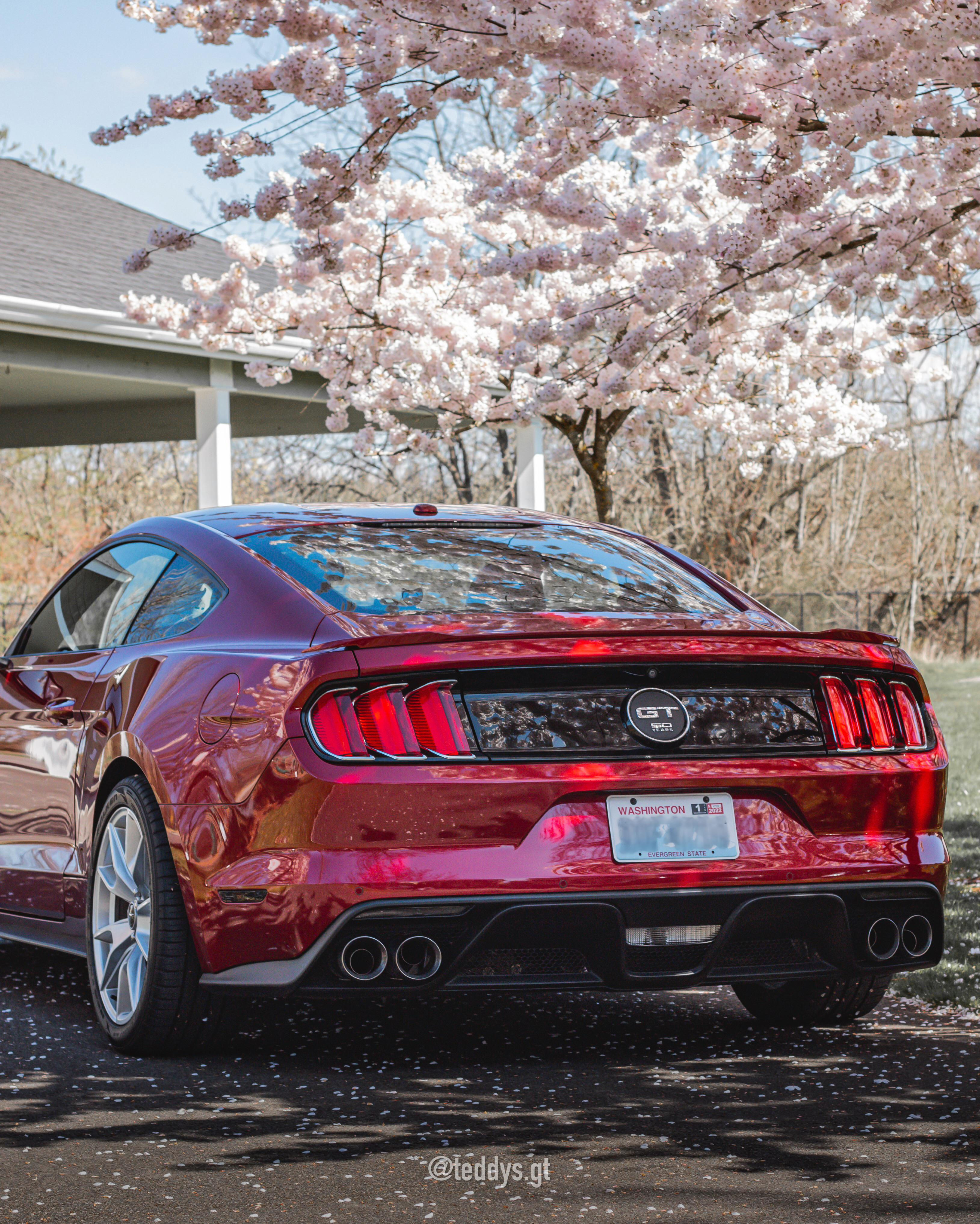Wallpaper #gz9aPJMBLiIJ4c9OqZF5178 Cherry Blossom Tlt Rmustang