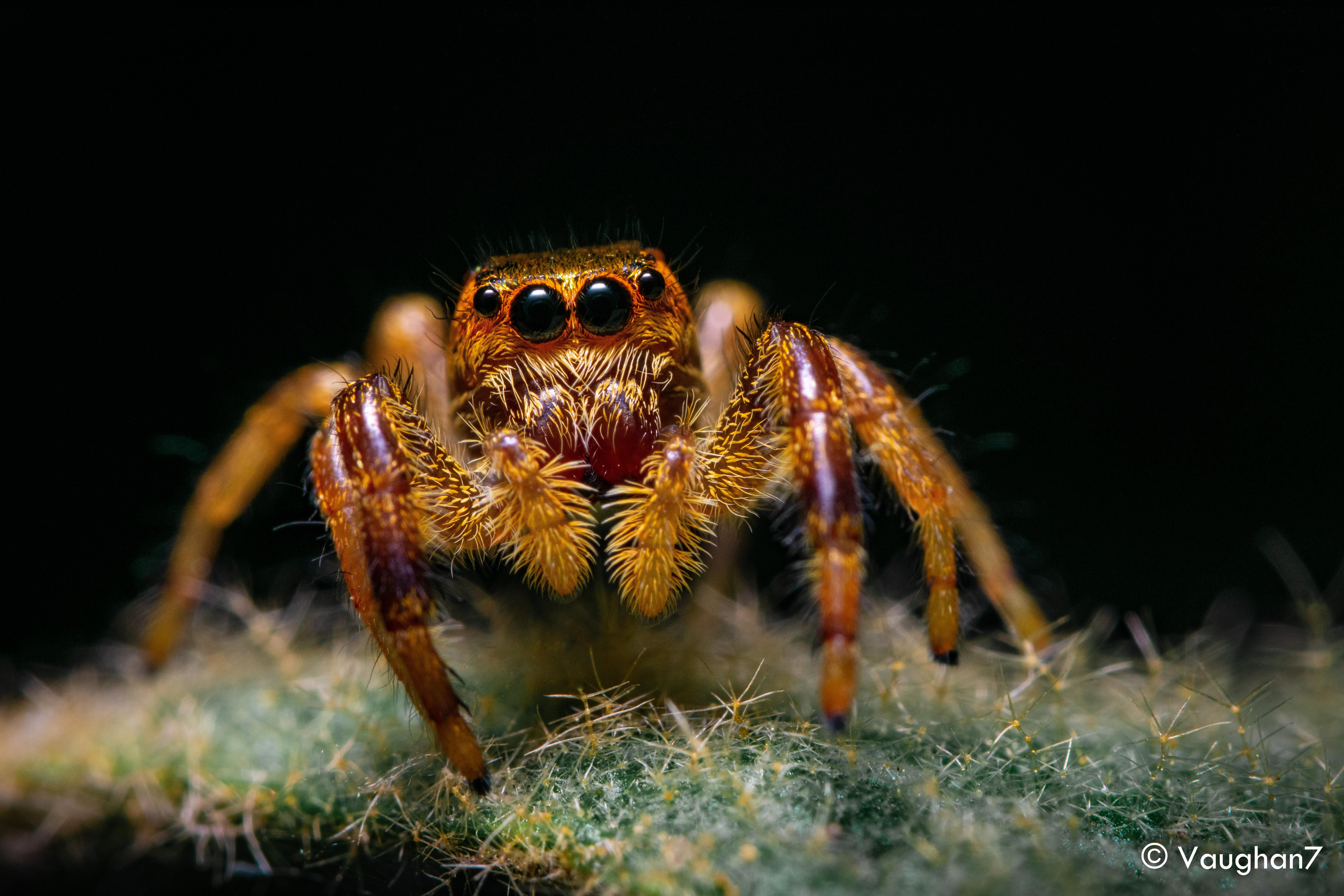 Wallpaper #wmfS65IBSpphPi3-9k4K312 A Juvenile Female Jumping Spider Found Patrolling My Plants
