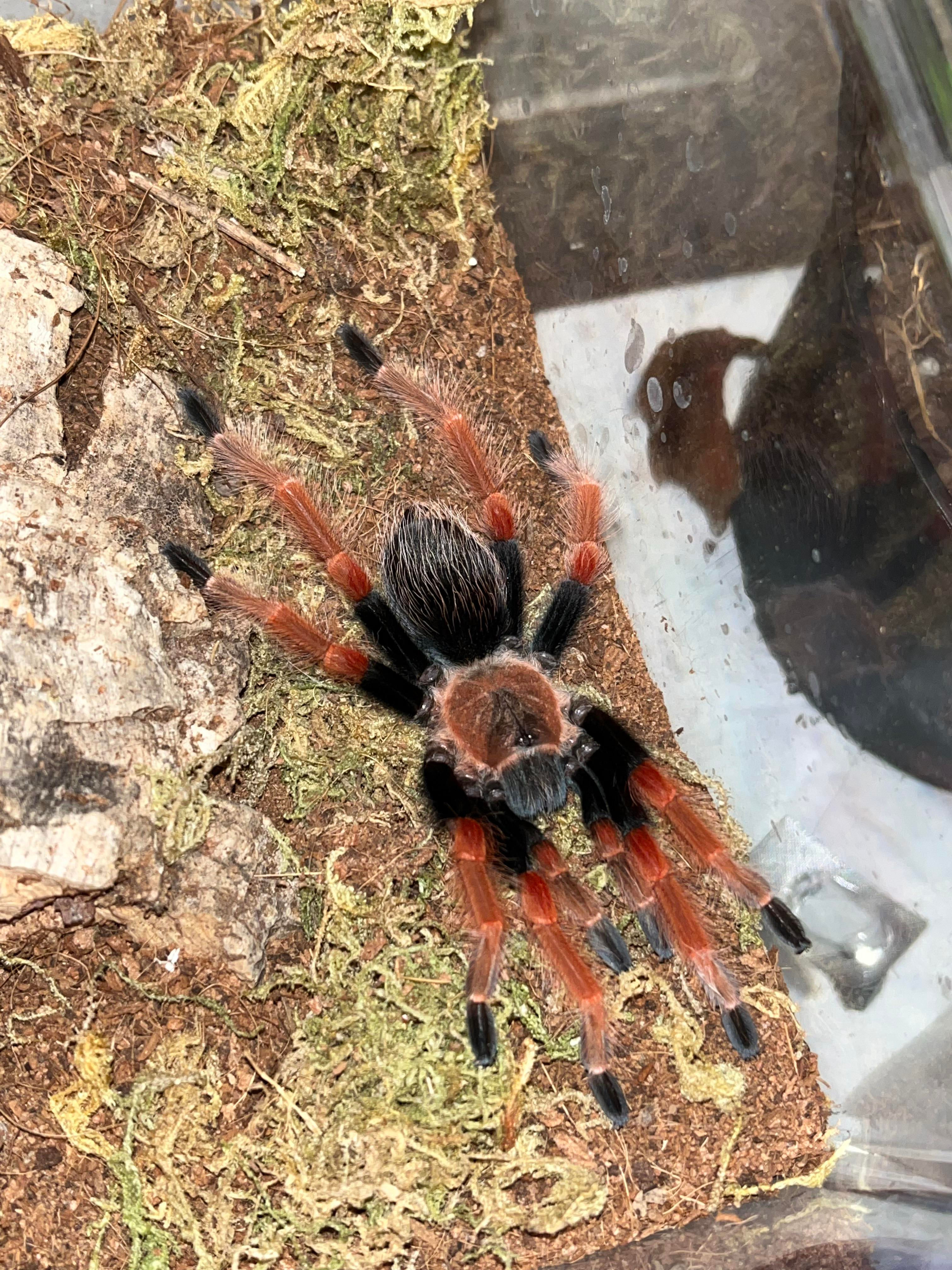 Wallpaper #91iQNJMBzN9vxX34RTxK55 Caught Cheeto Sprawling Out After a Molt and Thought It Was Too Funny