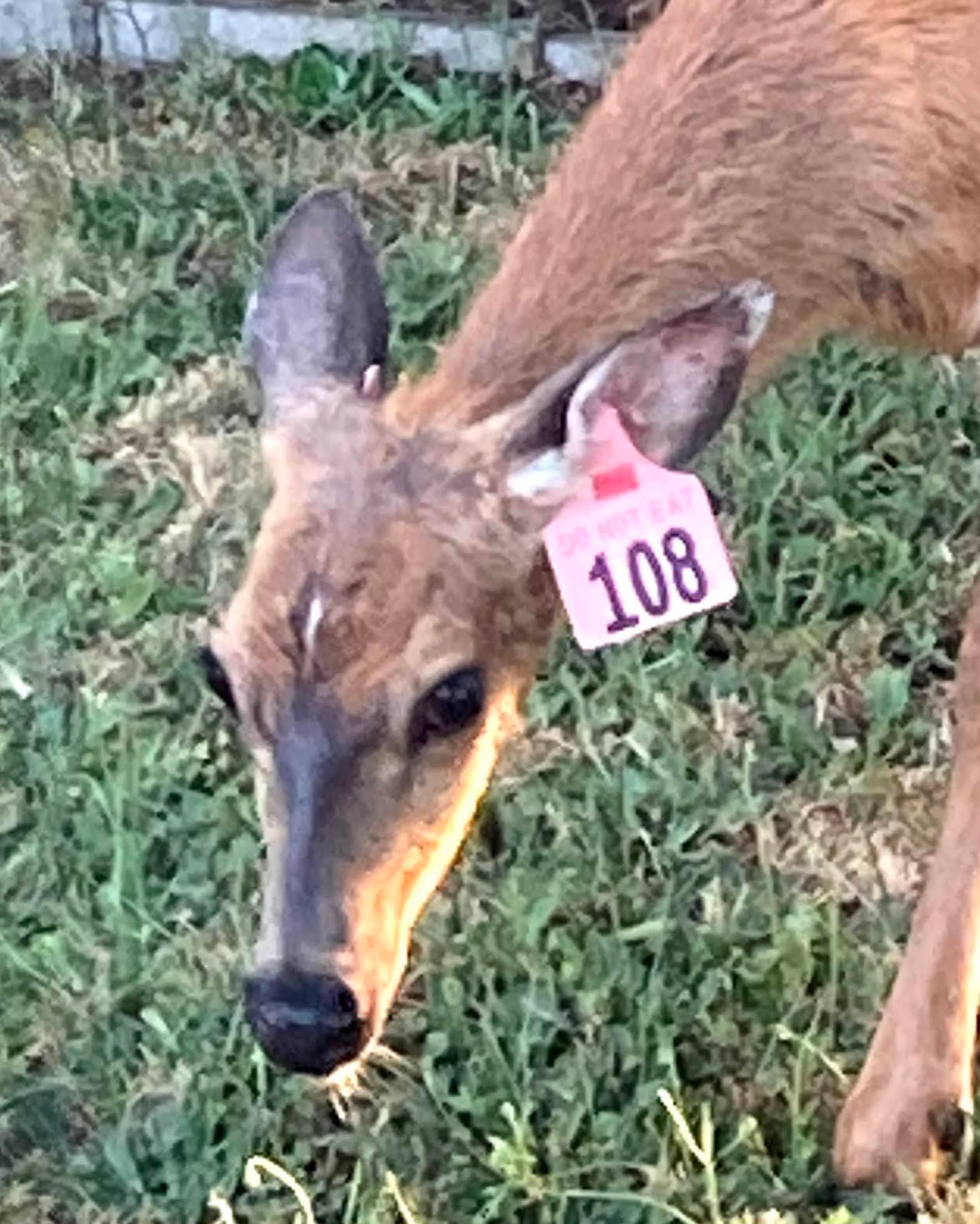 Wallpaper #FmiZE5MBSpphPi3-2gHs262 Ob Deer Ear Tag Reads Do Not Eat Sorry for Image Quality What the