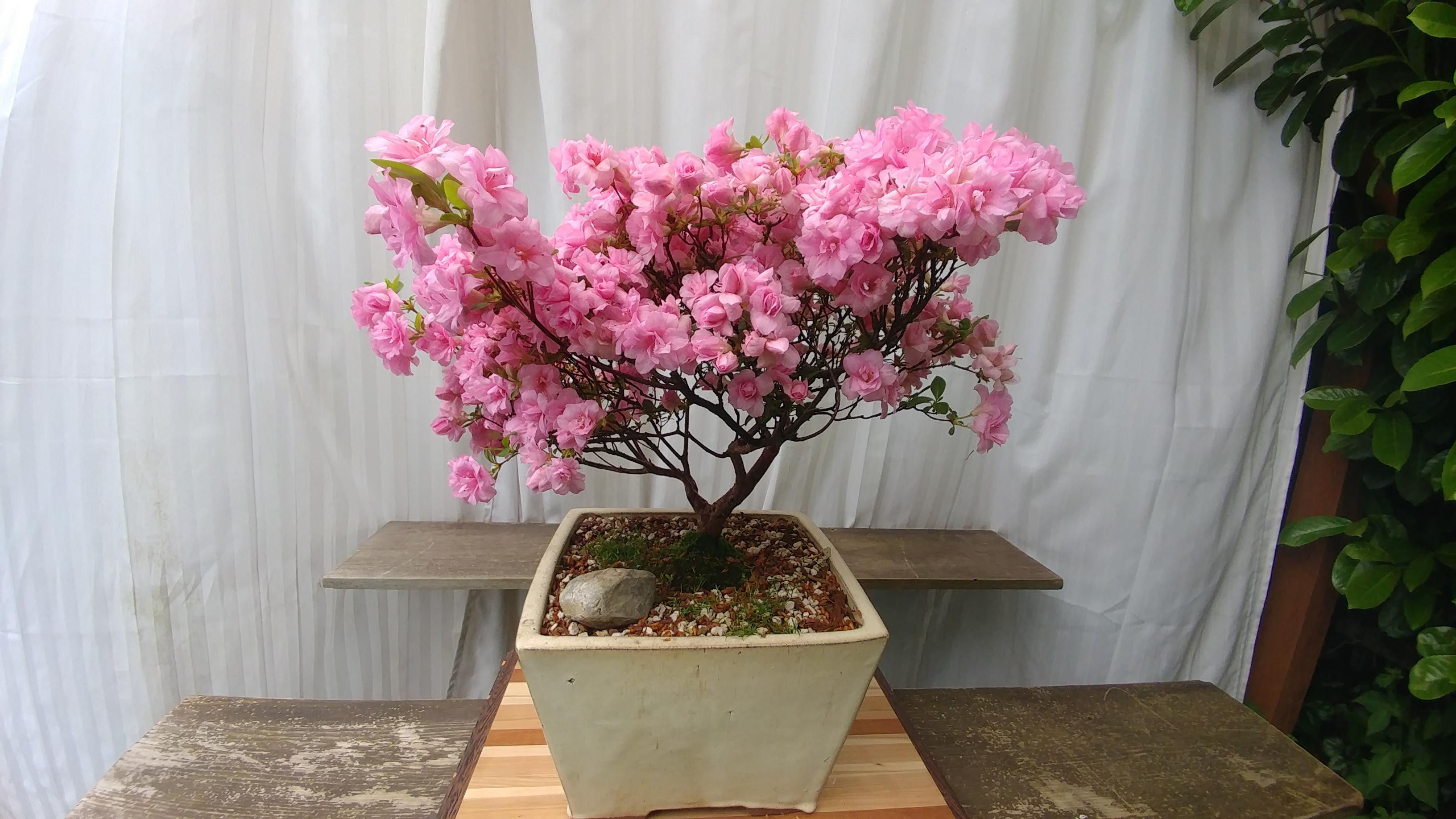 Wallpaper #d8e0c Satsuki Azalea Bonsai Trees Buy Online Greenwood Bonsai Studio