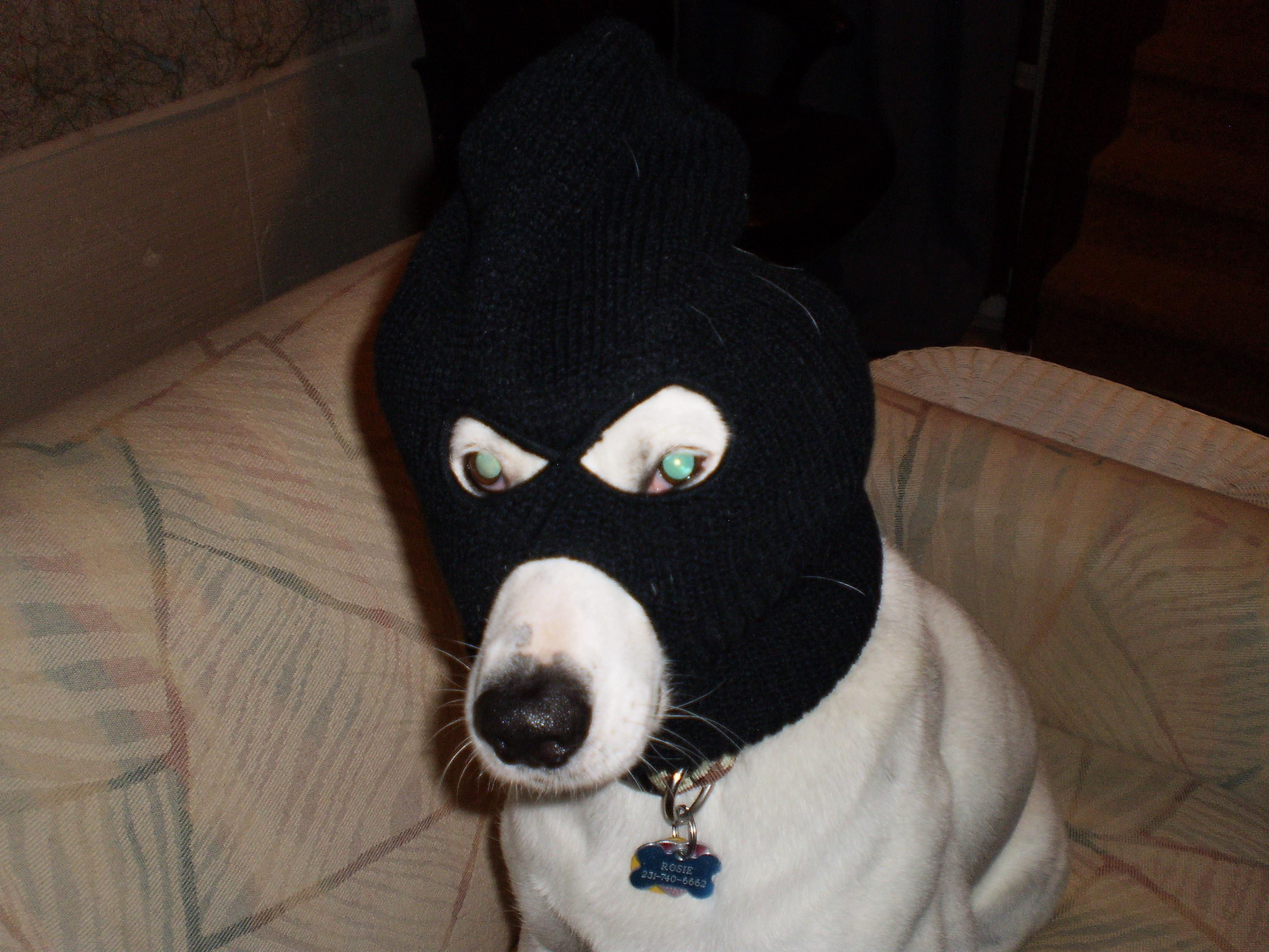 Wallpaper #LVhYNJMBzN9vxX346Tzm359 Psbattle Dog in Ski Mask Rphotoshopbattles