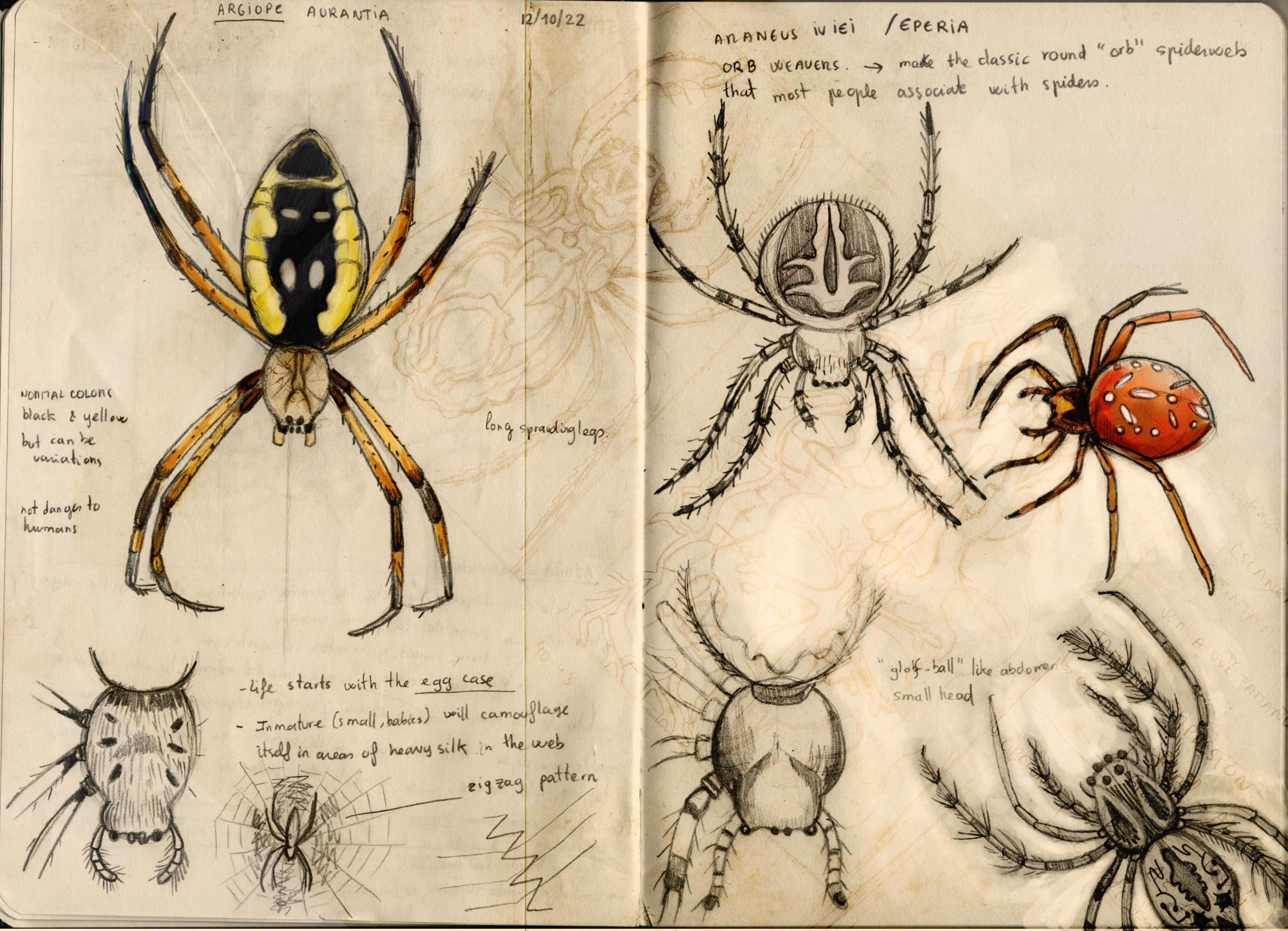 Wallpaper #O_S0OZMBKFX8bn3r9Xeu195 Oc Spider Studies I Have Draw Rspiders