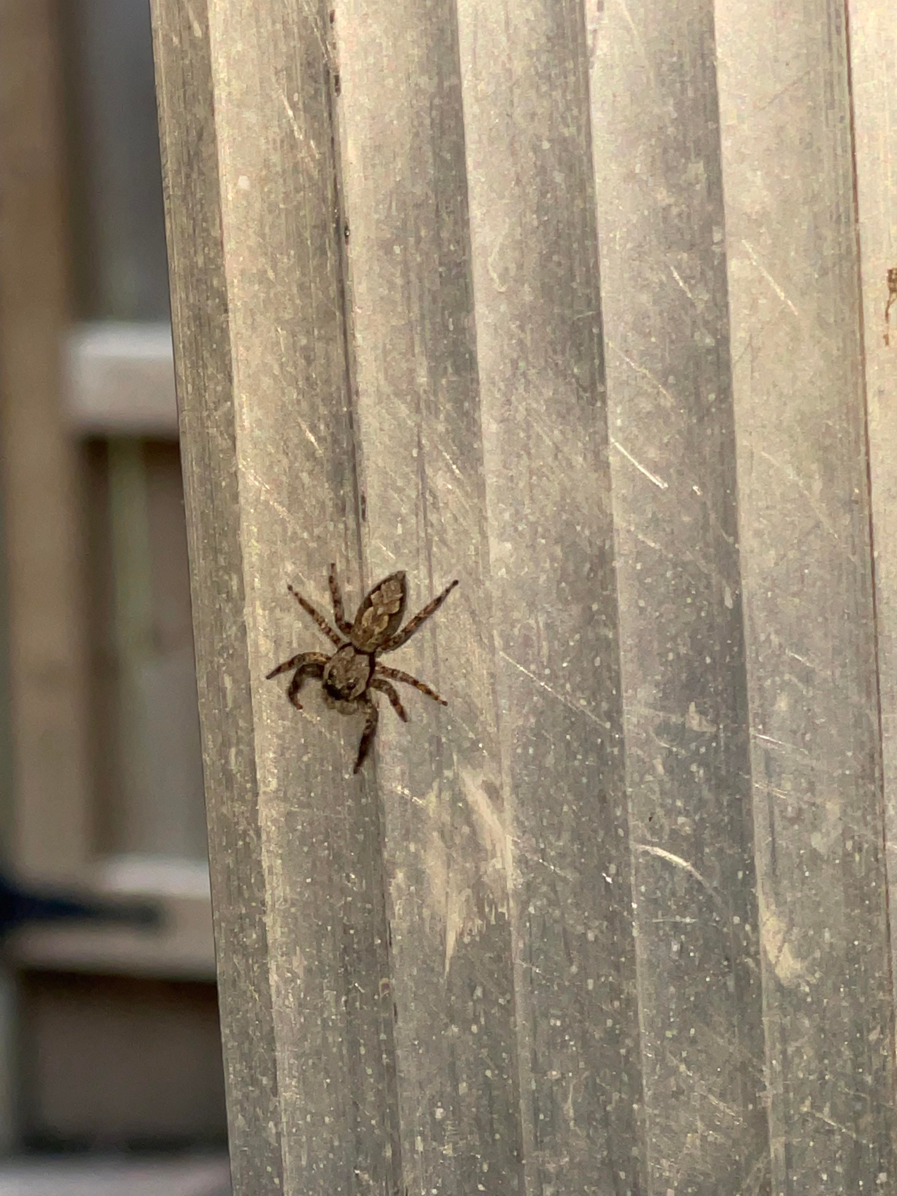 Wallpaper #wmfS65IBSpphPi3-9k4K213 I Thinks Its a Jumping Spider Midwestern Kansas USA Rspiders