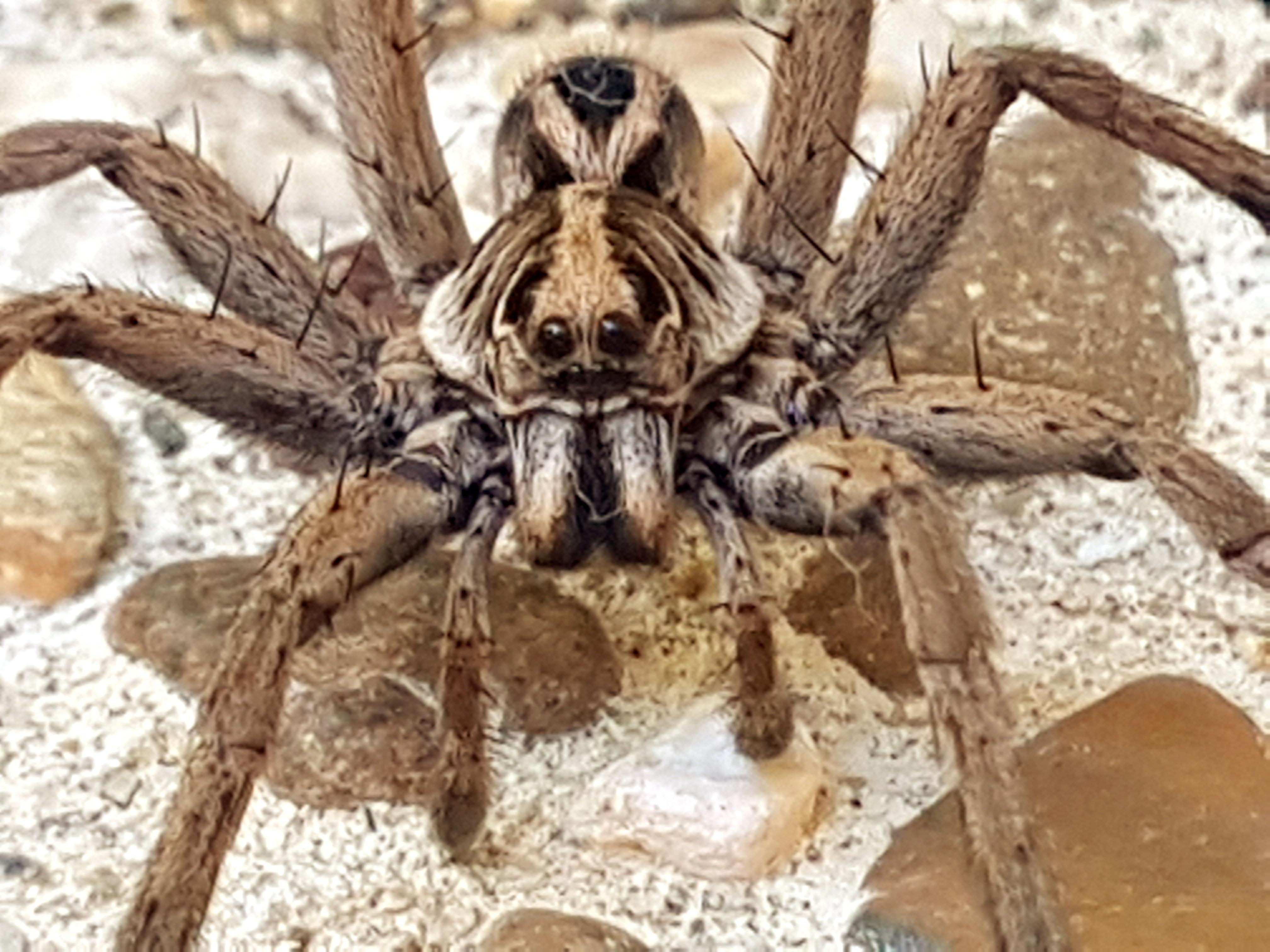 Wallpaper #e2dv9JIBSpphPi3-JXru14 Big Wolf Spider in Australia Rspiders