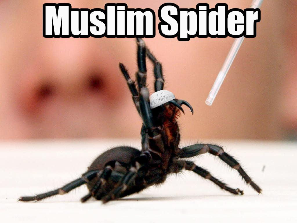 Wallpaper #pX2N8Y4Bnwiau_P6eAm-22 Muslim Spider Rfunny