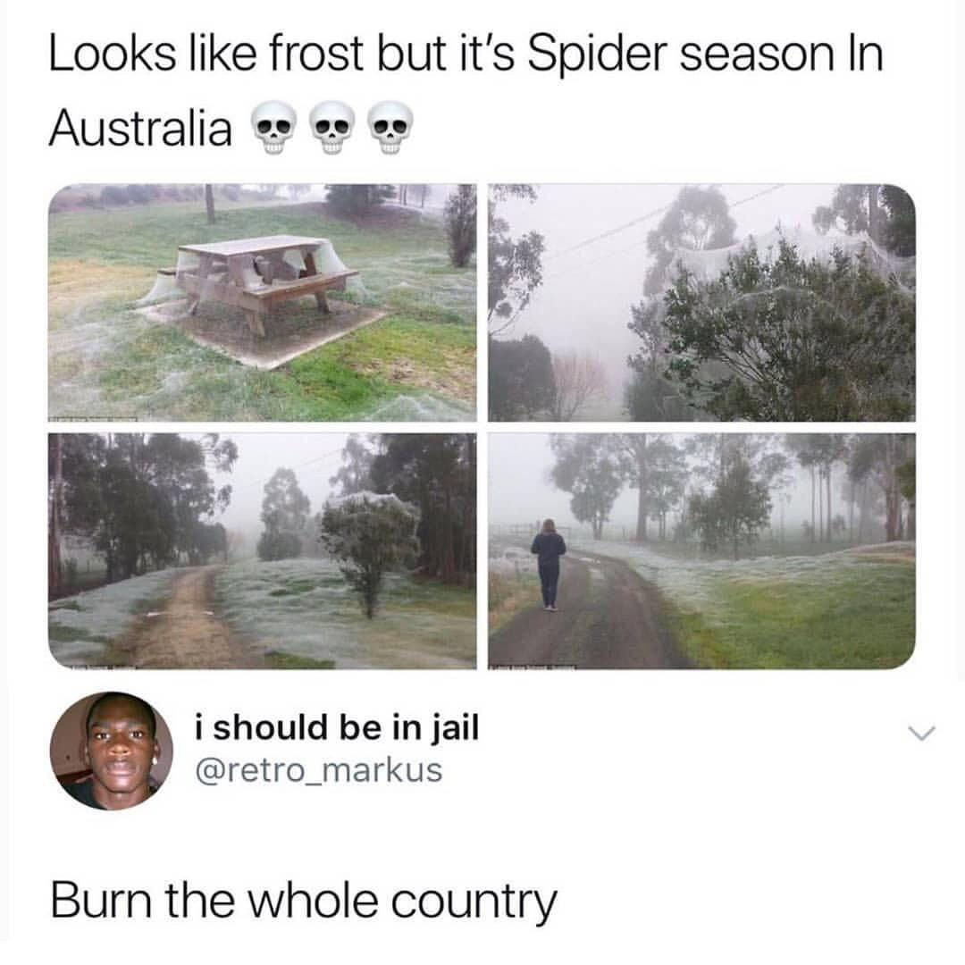 Wallpaper #MViiNJMBzN9vxX34ID3E234 Apparently Theres a Spider Season in Australia Rmemes