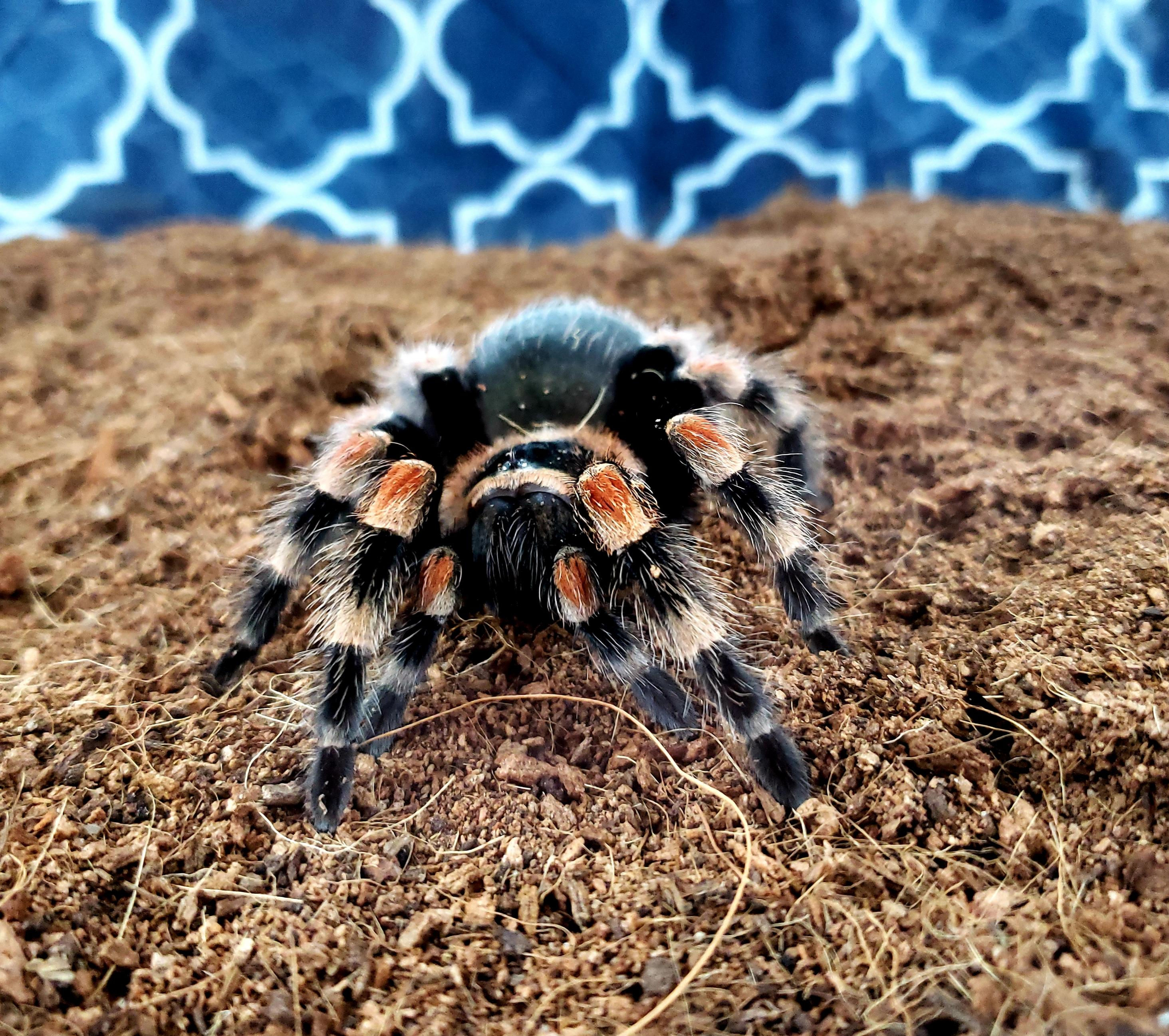 Wallpaper #91iQNJMBzN9vxX34RTxK58 Tina the Tarantula Says Hey Rtarantulas