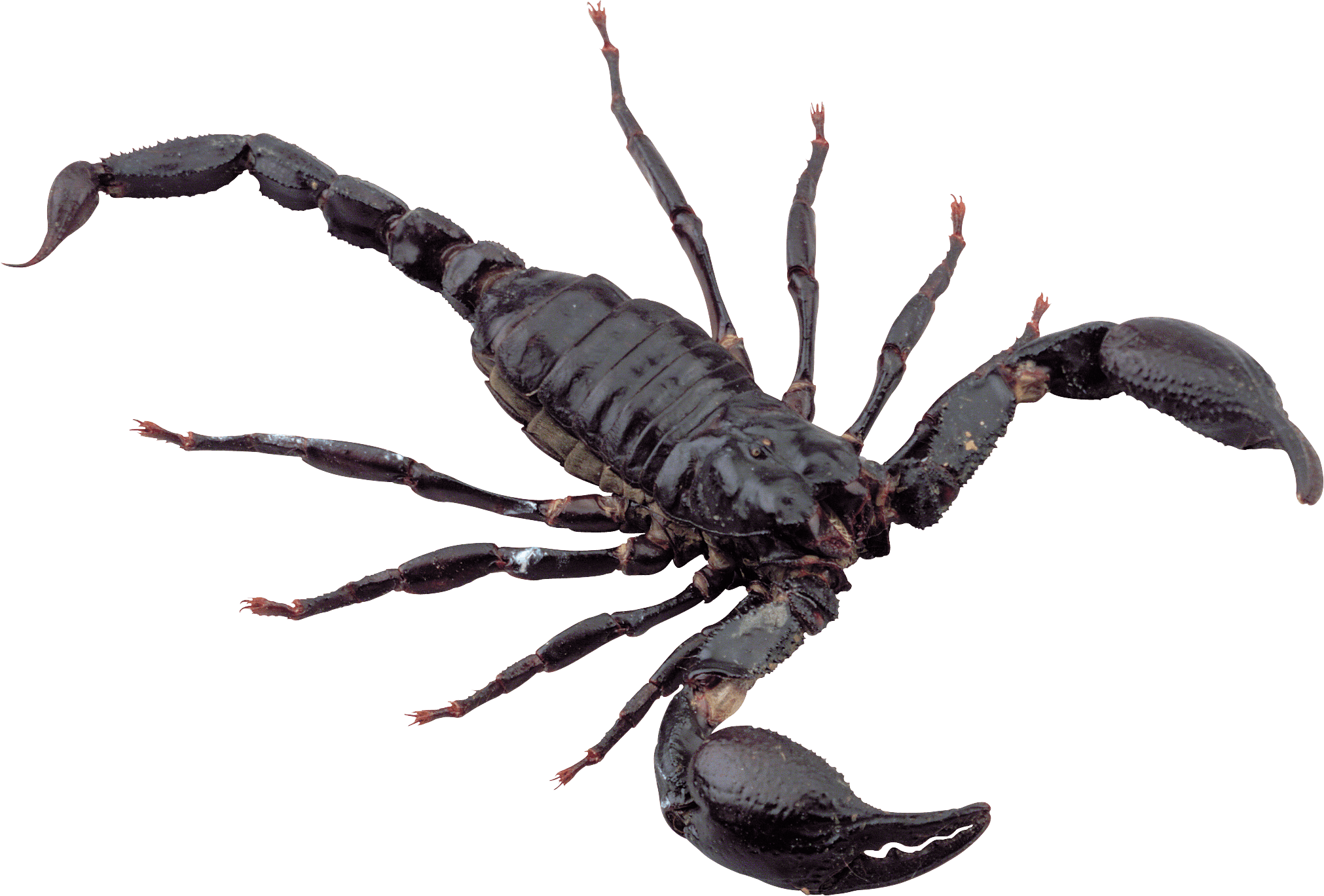 Wallpaper #YPQzOZMBKFX8bn3rnnbQ173 Black Scorpion Png Clipart Background Png Play