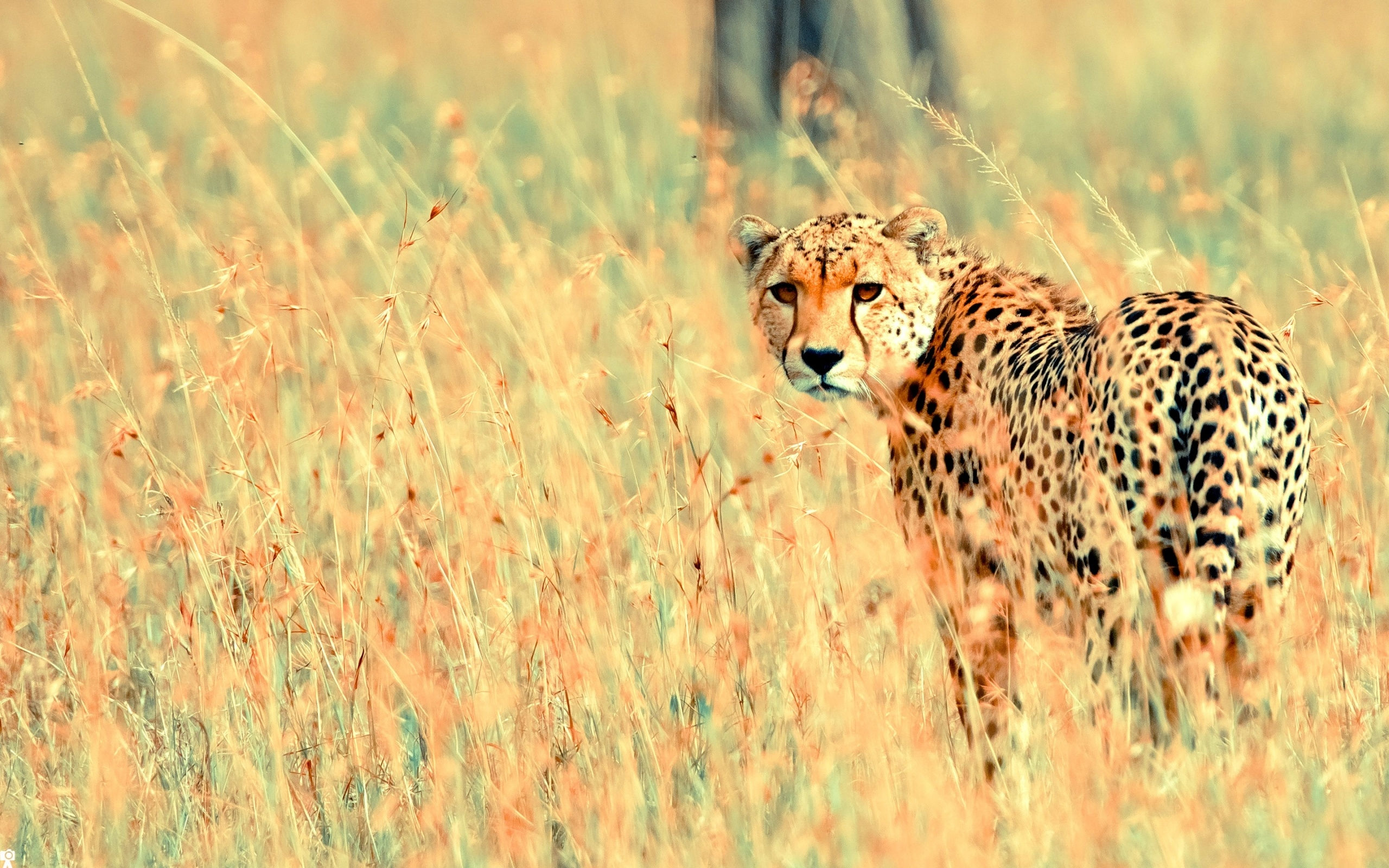 Wallpaper #WGjzIpMBSpphPi3-kzTY3 Wild Cheetah Mac Wallpaper Download Allmacwallpaper