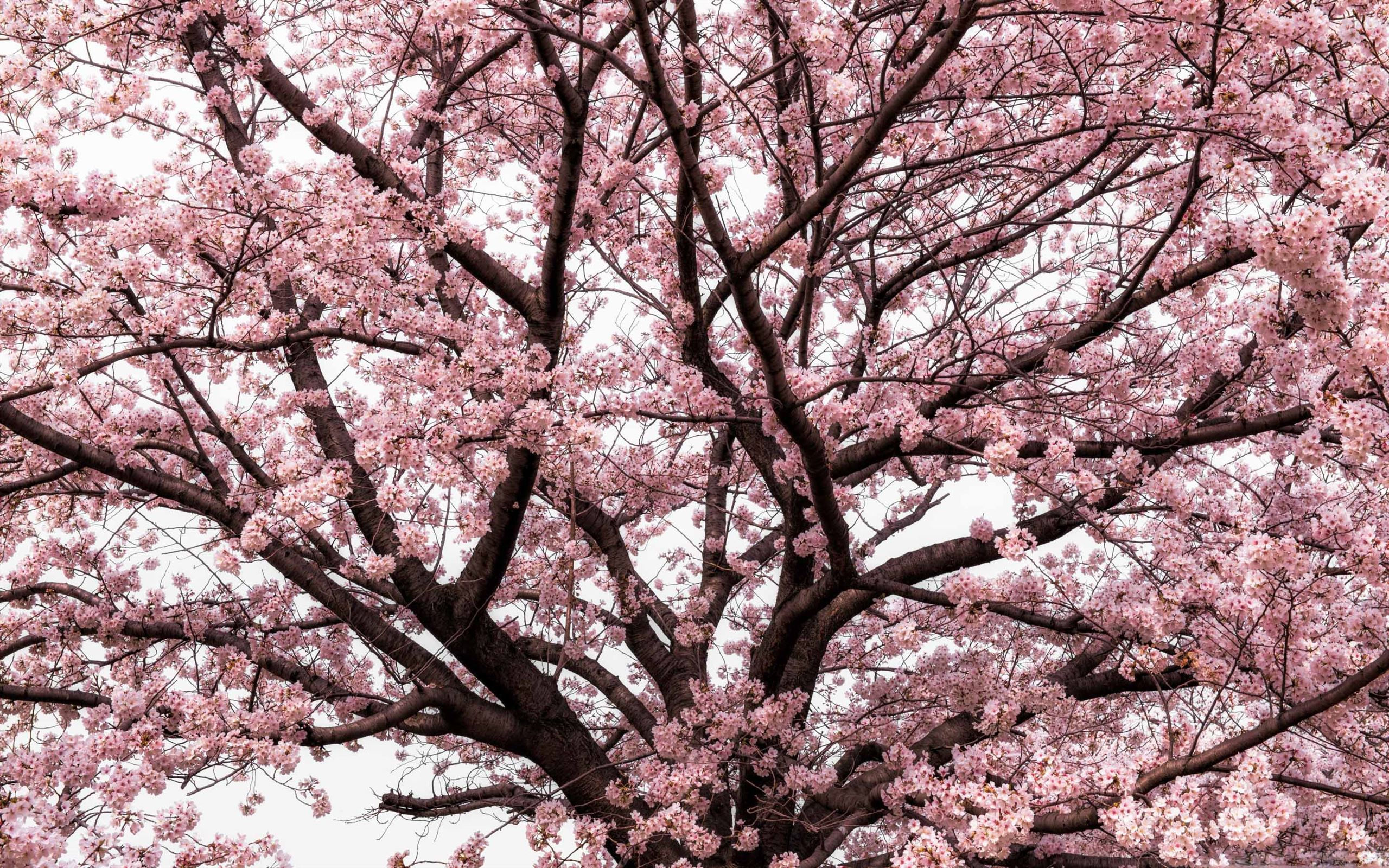 Wallpaper #-2em8JIBSpphPi3-dWf174 Soft Pink Japanese Cherry Tree Blossom Macbook Pro Wallpaper Download
