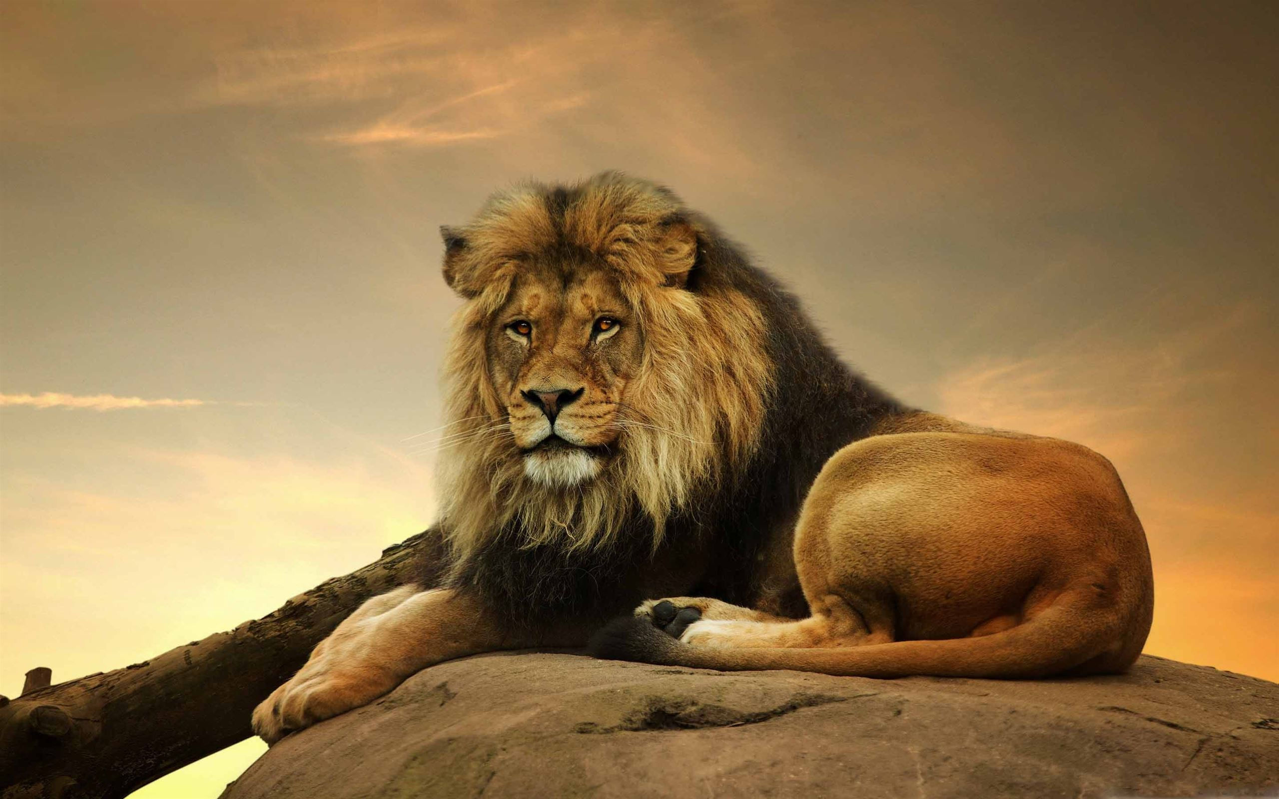 Wallpaper #u_vegpcBx-Hc5Y20f62R190 Mac Lion Wallpaper
