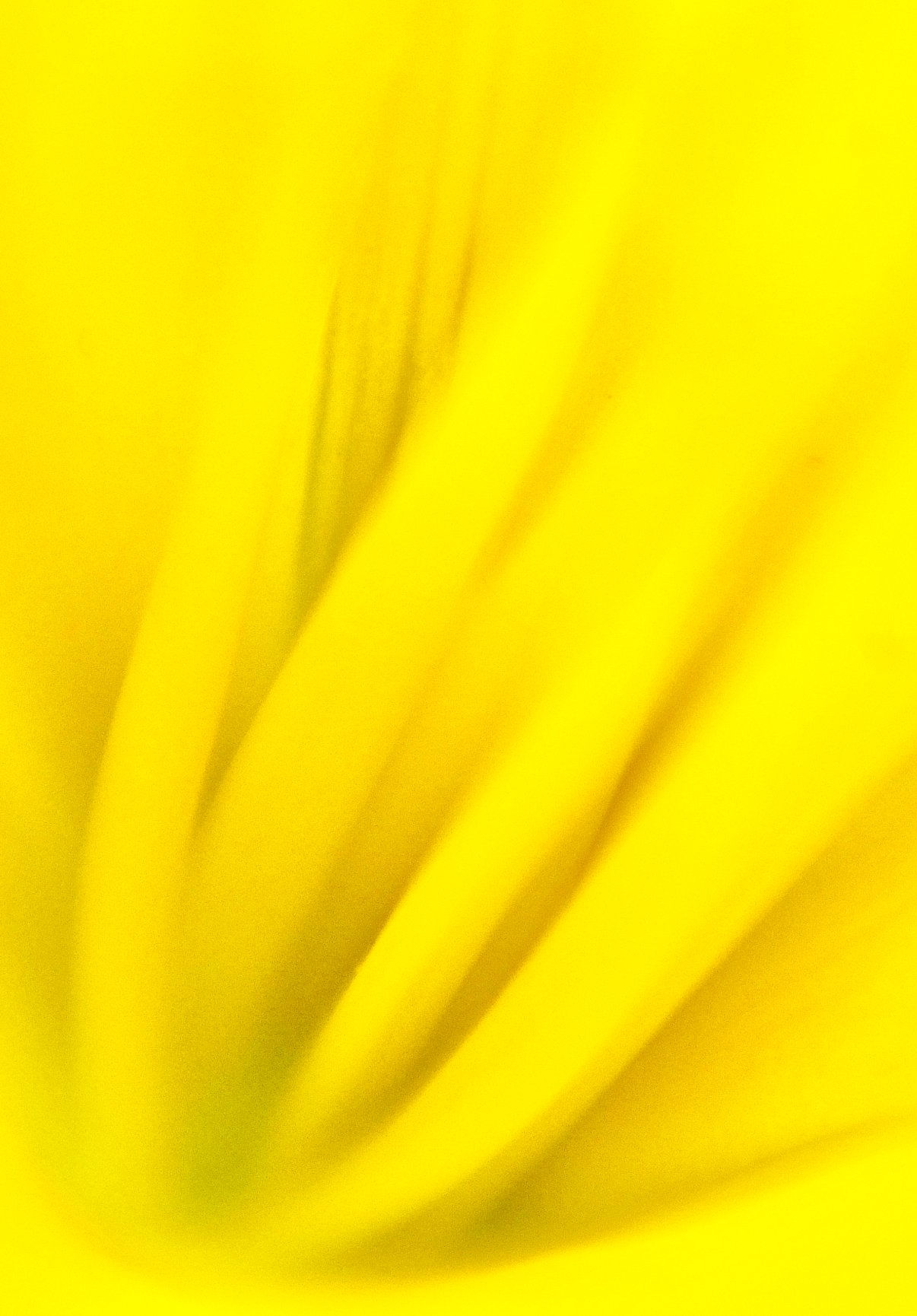 Wallpaper #gHdqKJMB-pgBXx60Yaql139 Macro Abstract and Macro Patterns by Mike Moats Award Winning Macro