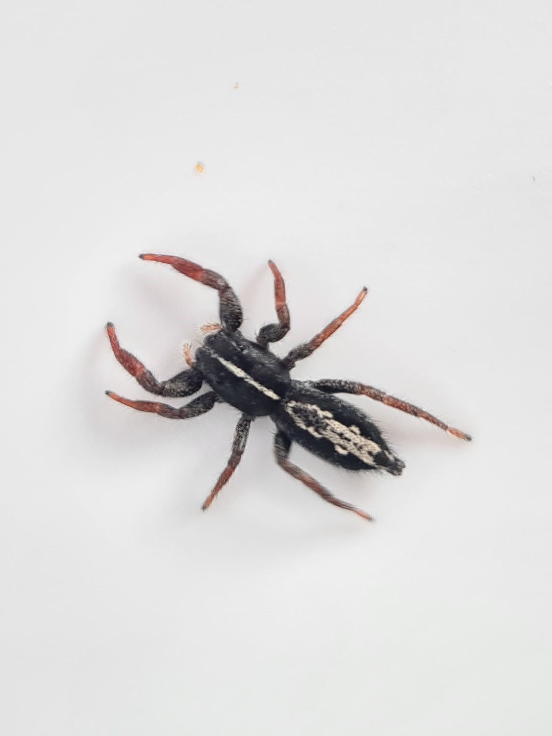 Wallpaper #e2dv9JIBSpphPi3-JXru296 Jumping Spiders Outback Bugs Jumping Spiders for Sale
