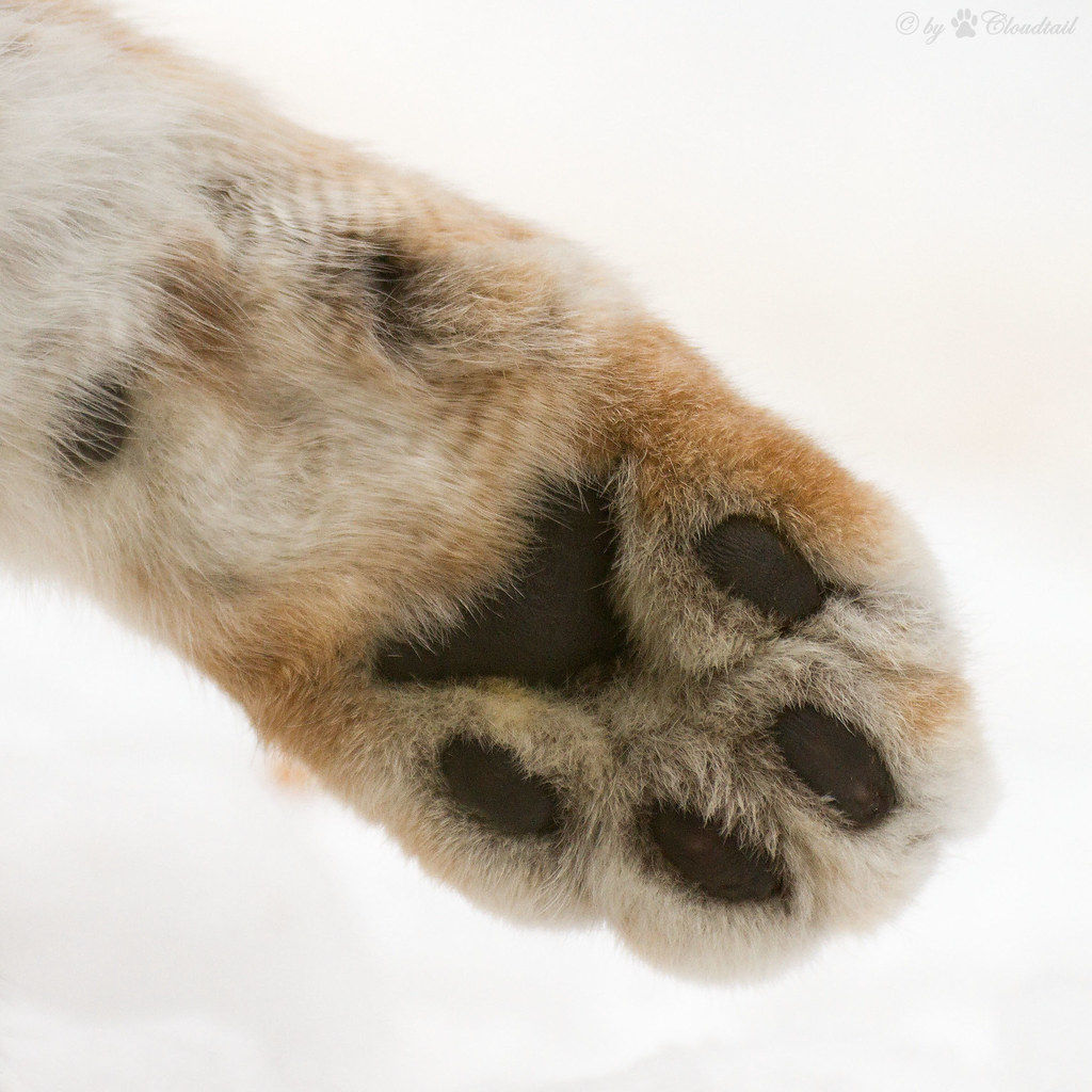 Wallpaper #4m0gaJcBycdYOYFT828T39 Lynx Paw This Picture of a Lynx Paw Ive Made by a Visit a Flickr