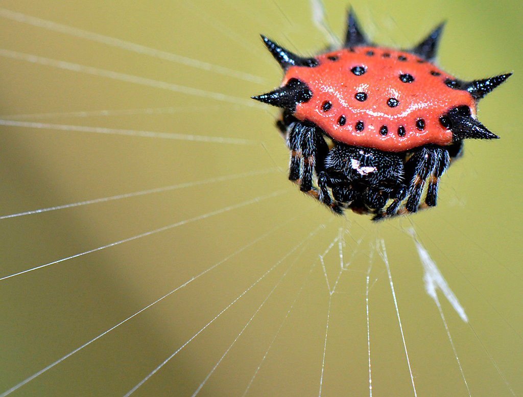 Wallpaper #W1hkNJMBzN9vxX34uDxr244 Jeweled Spider This Pretty Red Spider Was Hanging Out Unde Flickr