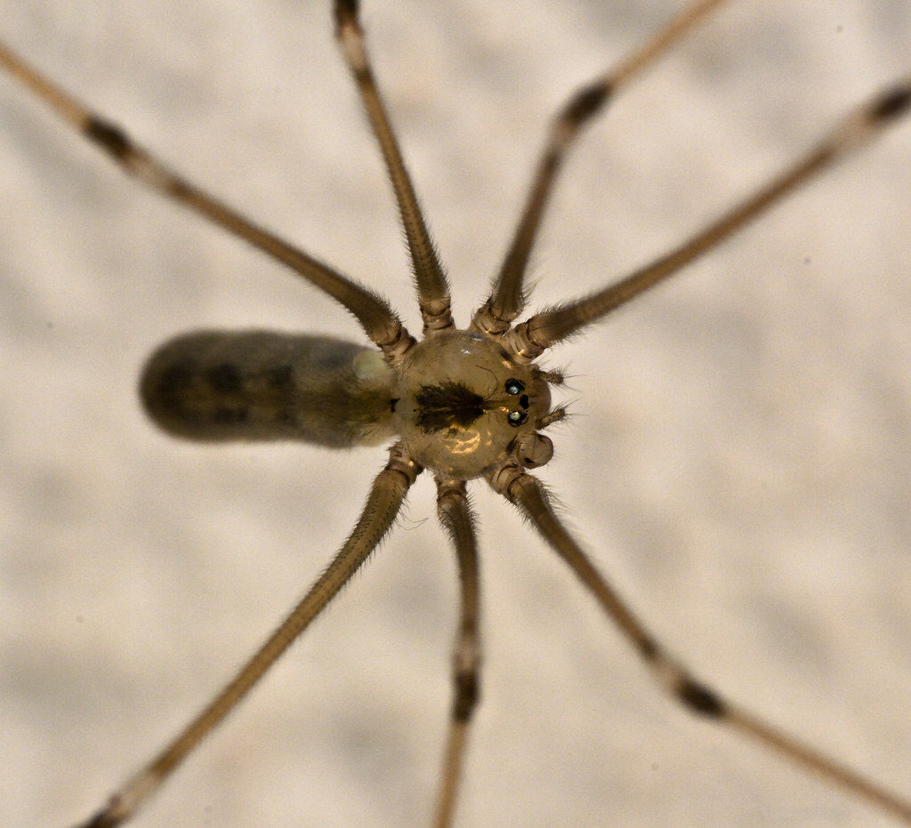 Wallpaper #1vQOOpMBKFX8bn3r-3fK324 7 Legged Freak Spider on Ceiling Shot with New Canon Ef 1 Flickr