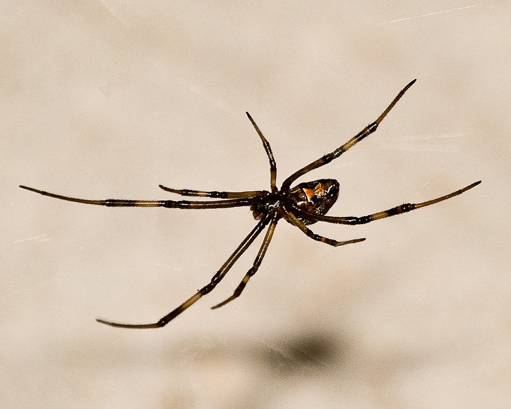 Wallpaper #5vQUOpMBKFX8bn3rPHdj187 Male Black Widow Spider Latrodectus Mactans Seen on Steps Flickr