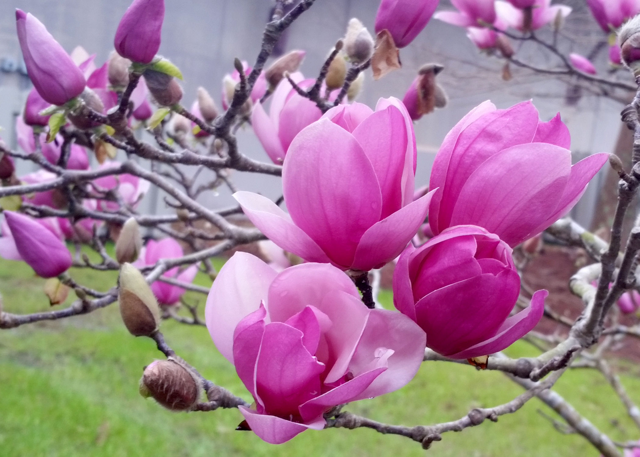 Wallpaper #35F56 Pink Magnolia Trees Crazy for Gardening