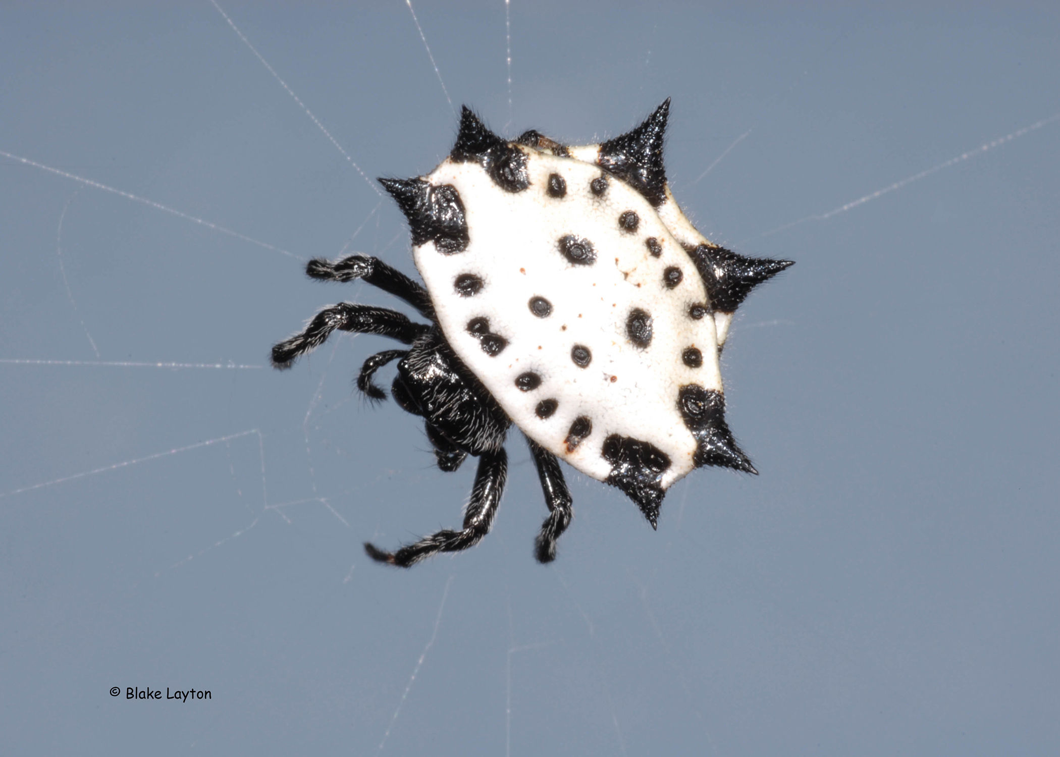 Wallpaper #ce6bd Giant Spider on the Ceiling of an Abandoned Psychiatric Hospital R