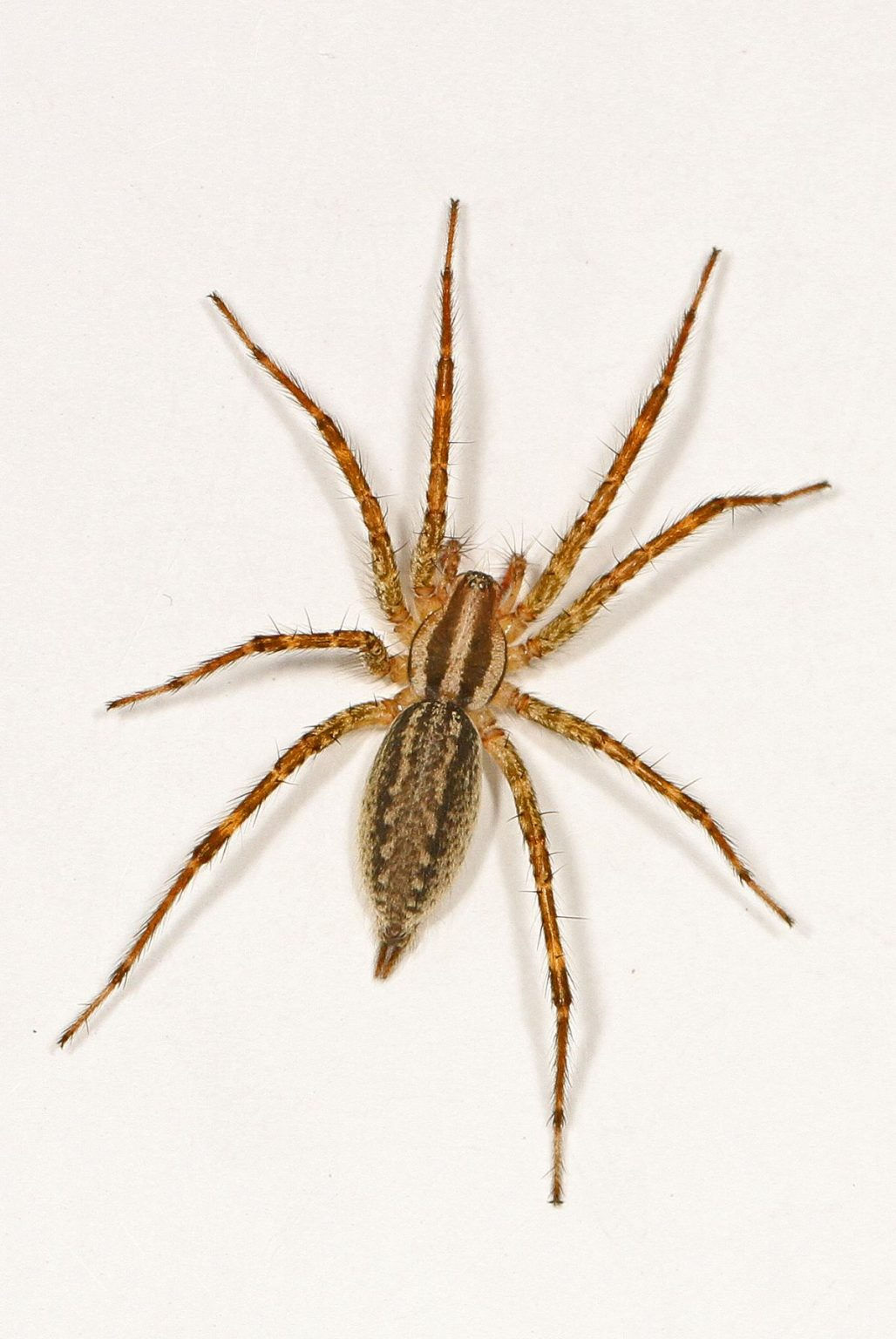 Wallpaper #32cVEZMBSpphPi3-sfVC215 Types of Brown Spiders with Pictures Identification Guide Golden