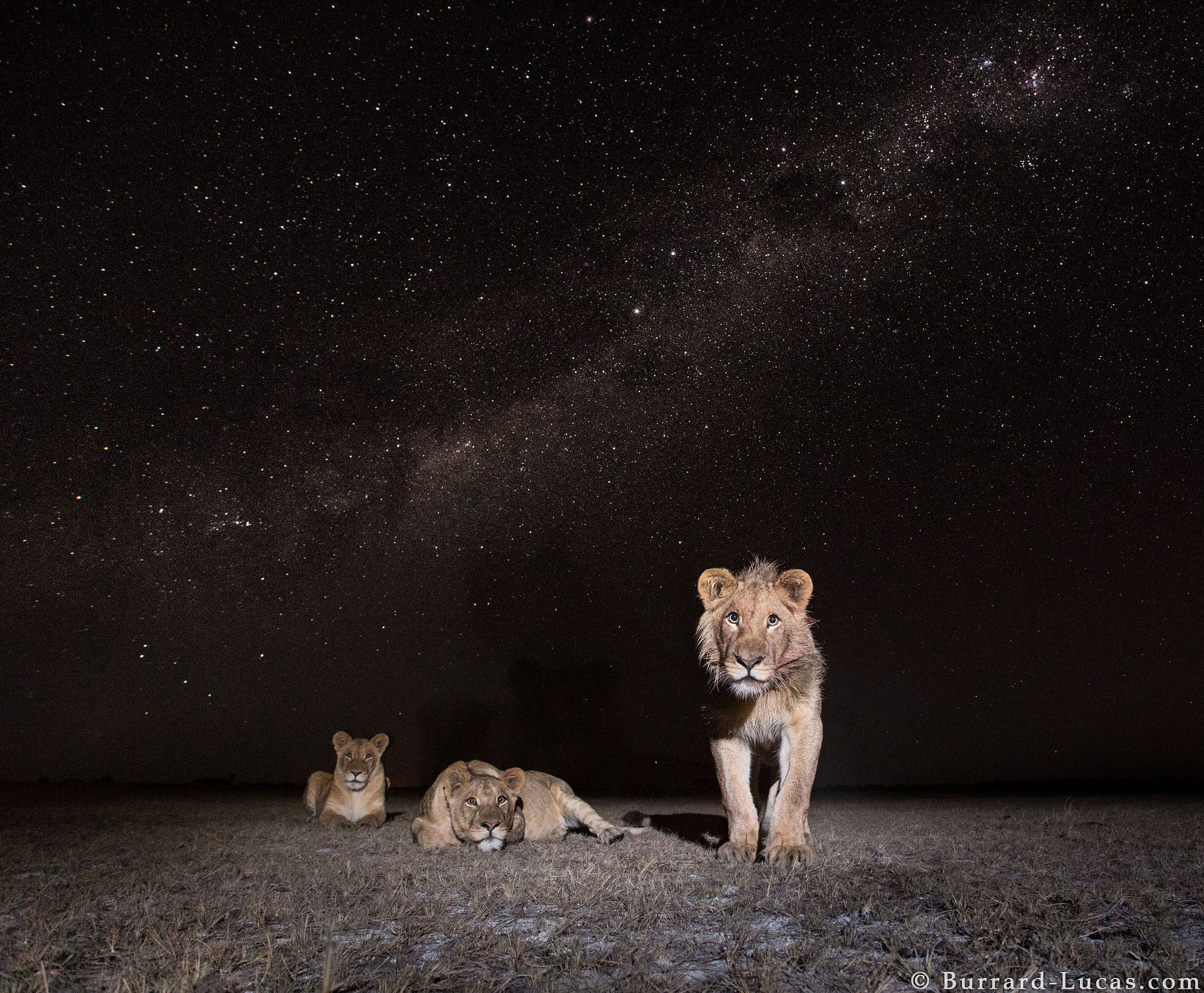 Wallpaper #354B4 Male Lion Hunting at Night 1 Andrew Yeoman Flickr