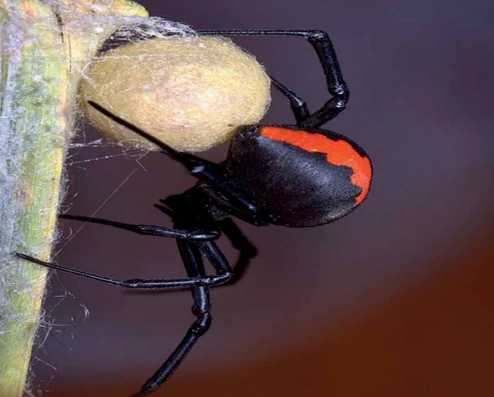 Wallpaper #5vQUOpMBKFX8bn3rPHdj219 Two Species of Black Widow Spider Discovered in Sultanate Times of Oman