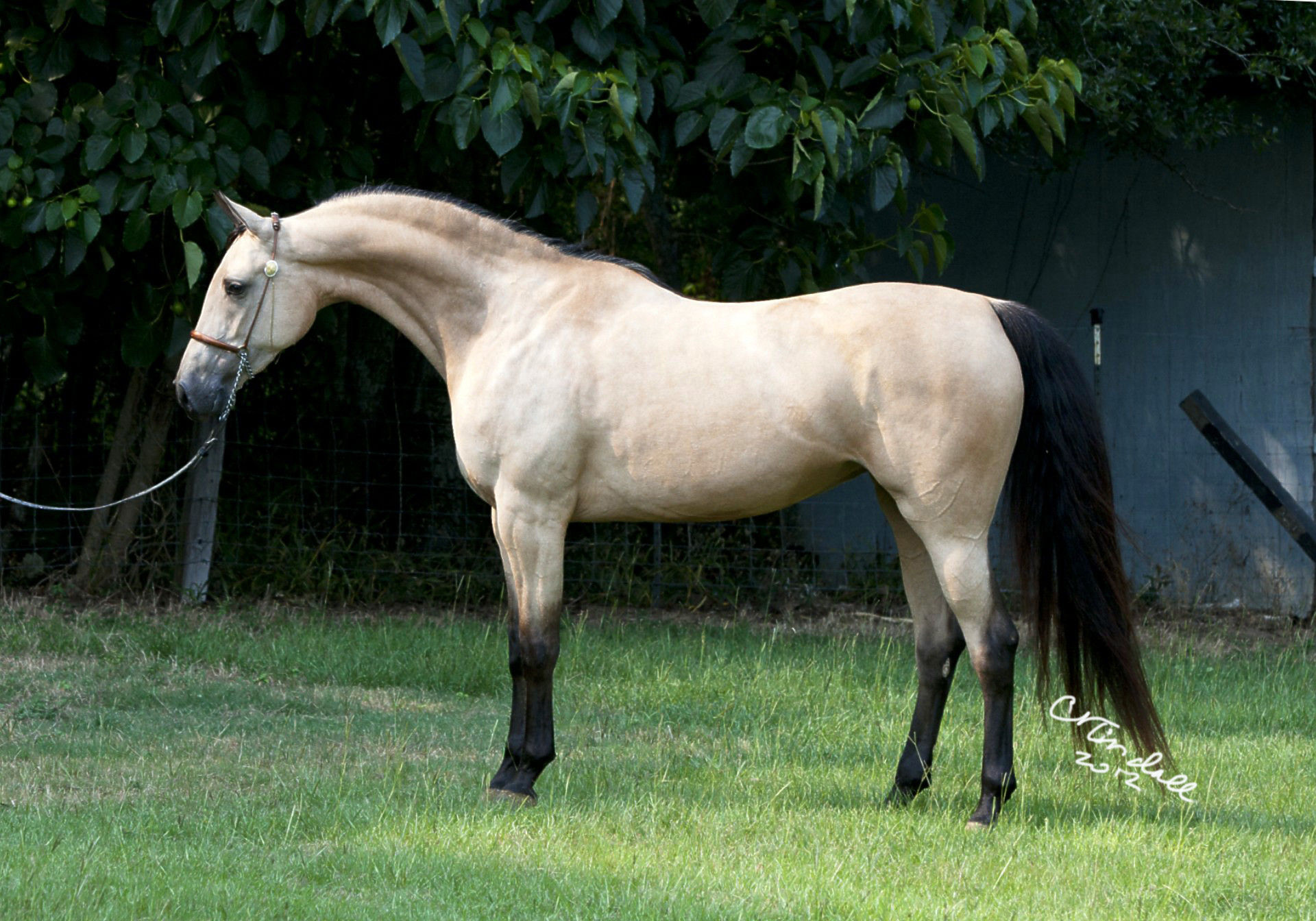 Wallpaper #-x2ULJMBlOZrFDOkz8qk140 Arabian Horse Photo Gallery Wallpaper 53 Images