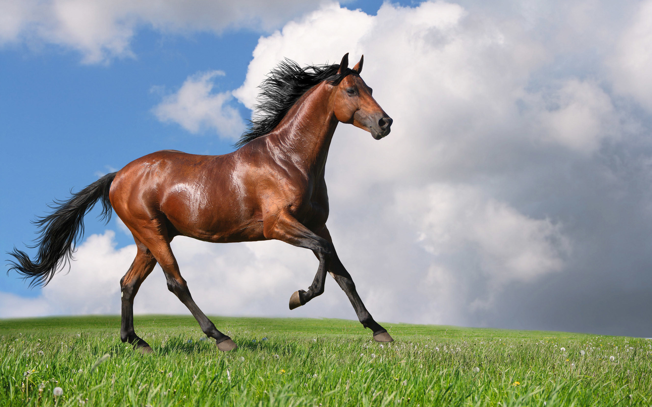 Wallpaper #Ln1h8I4Bnwiau_P6-Aaj18 Horse Screensavers and Wallpaper 50 Images