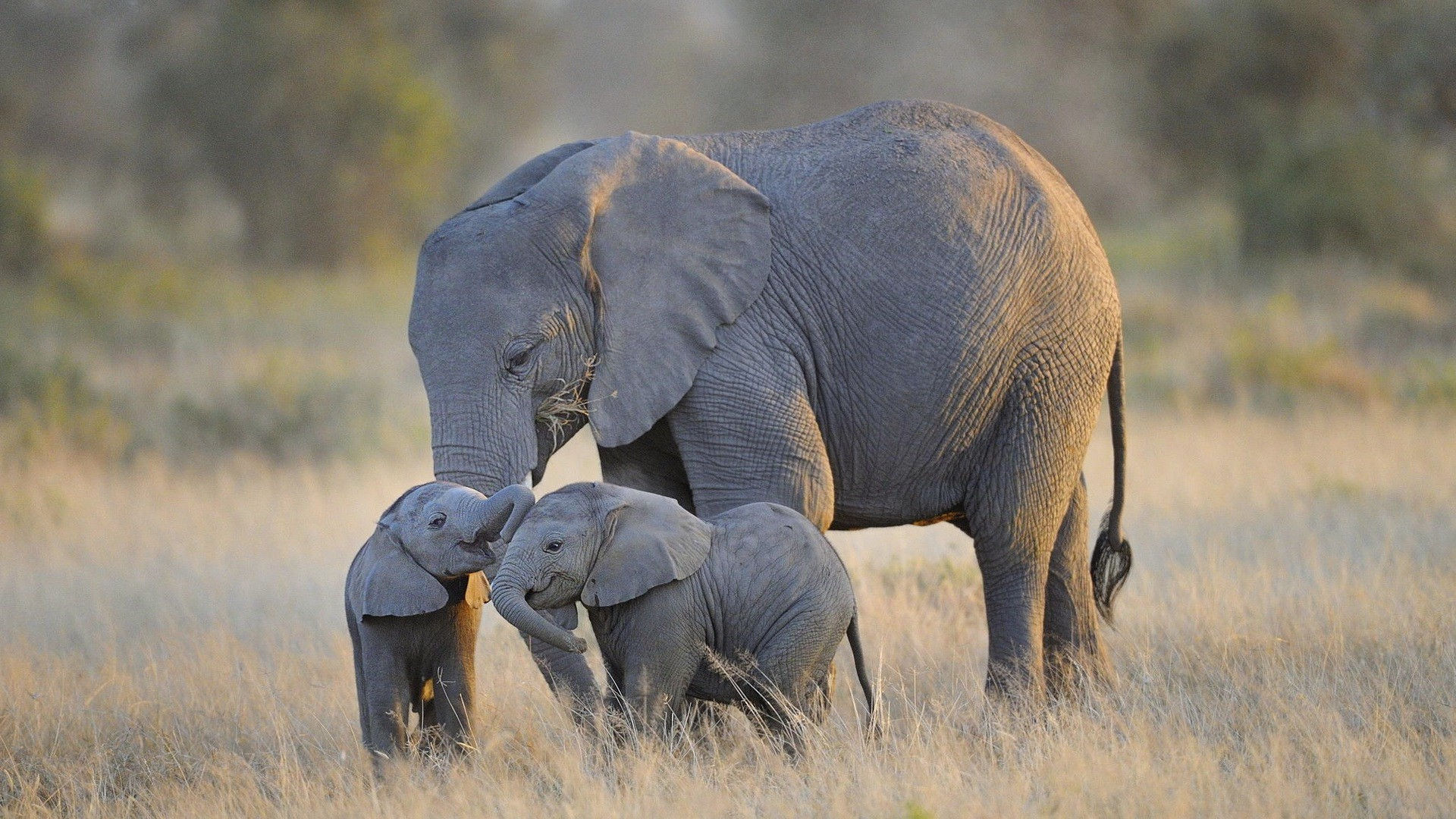 Wallpaper #sHfNJ5MB-pgBXx60h6cK15 Elephant Desktop Wallpaper 77 Images