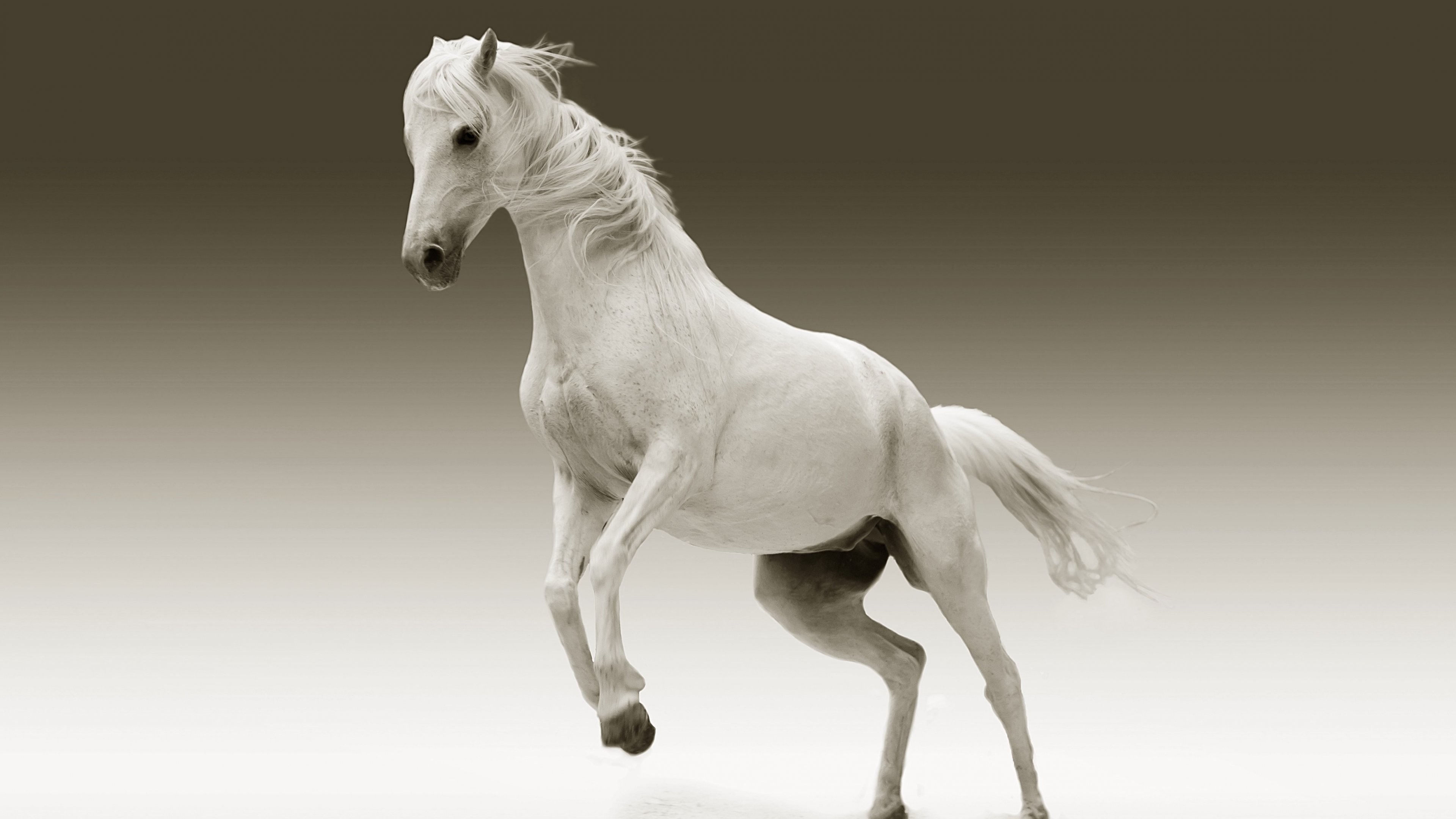 Wallpaper #-x2ULJMBlOZrFDOkz8qk47 Arabian Horse Wallpaper 55 Images