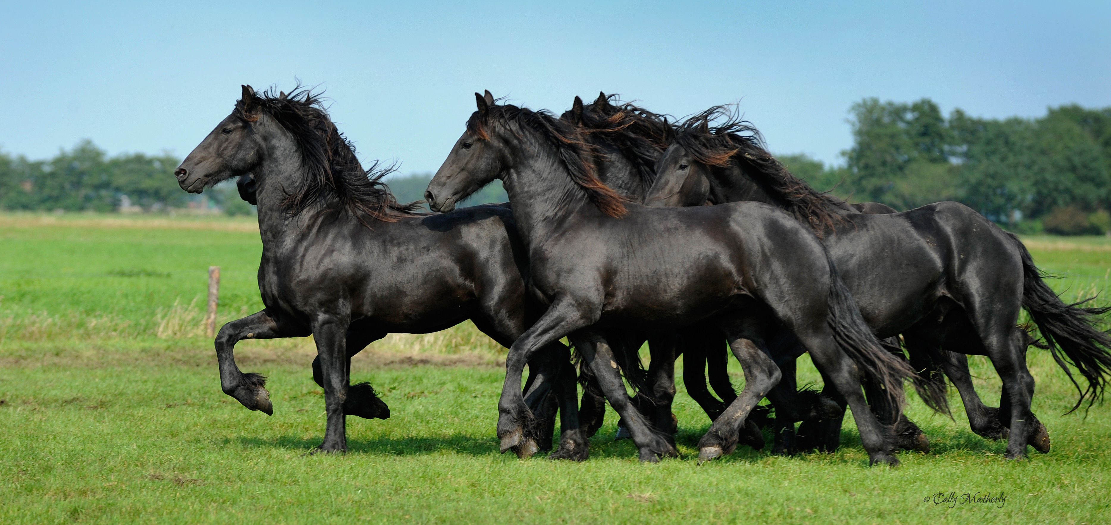 Wallpaper #CR2YLJMBlOZrFDOk0ssm112 Friesian Horse Wallpaper 59 Images