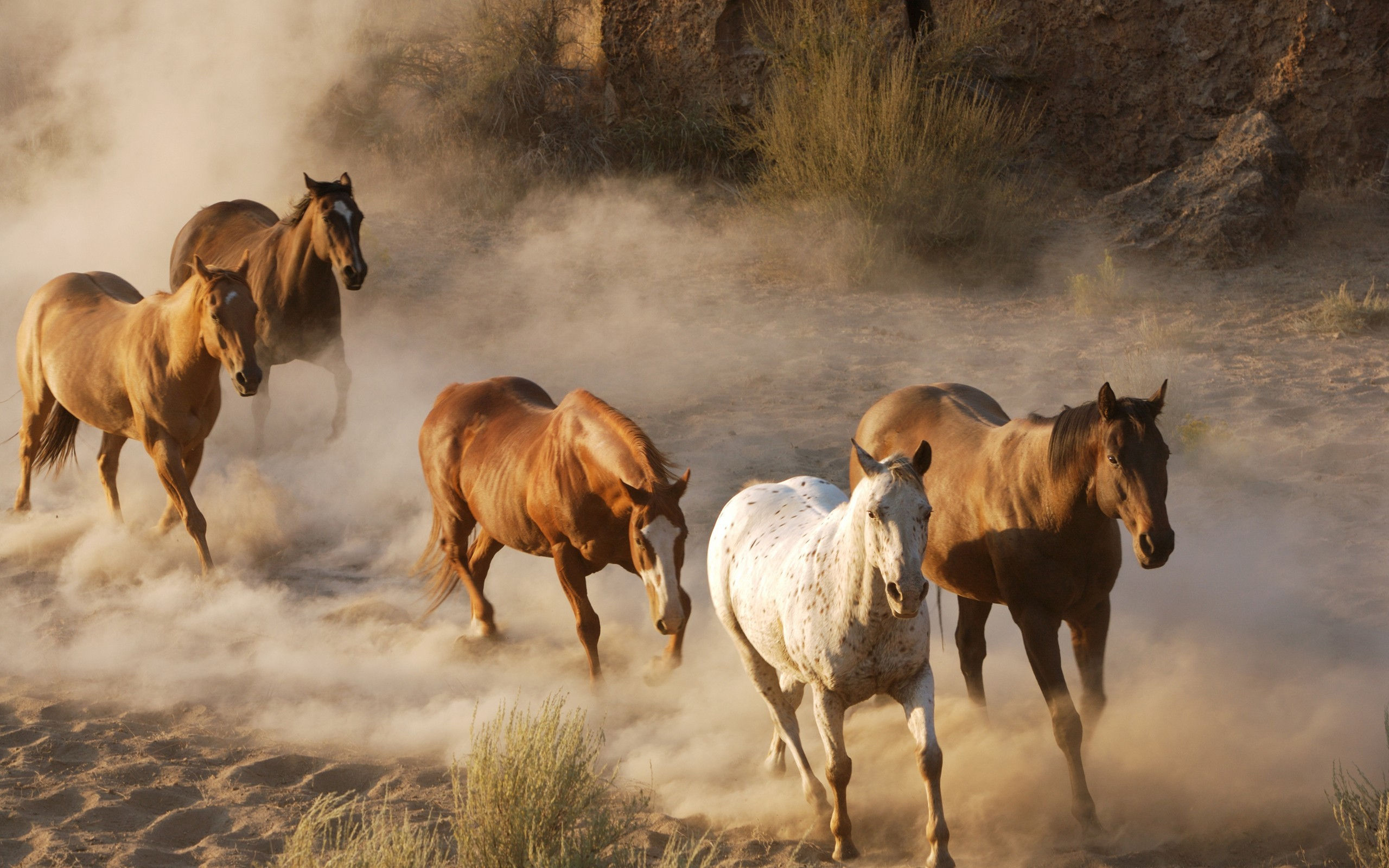 Wallpaper #Ln1h8I4Bnwiau_P6-Aaj6 Horse Screensavers and Wallpaper 50 Images