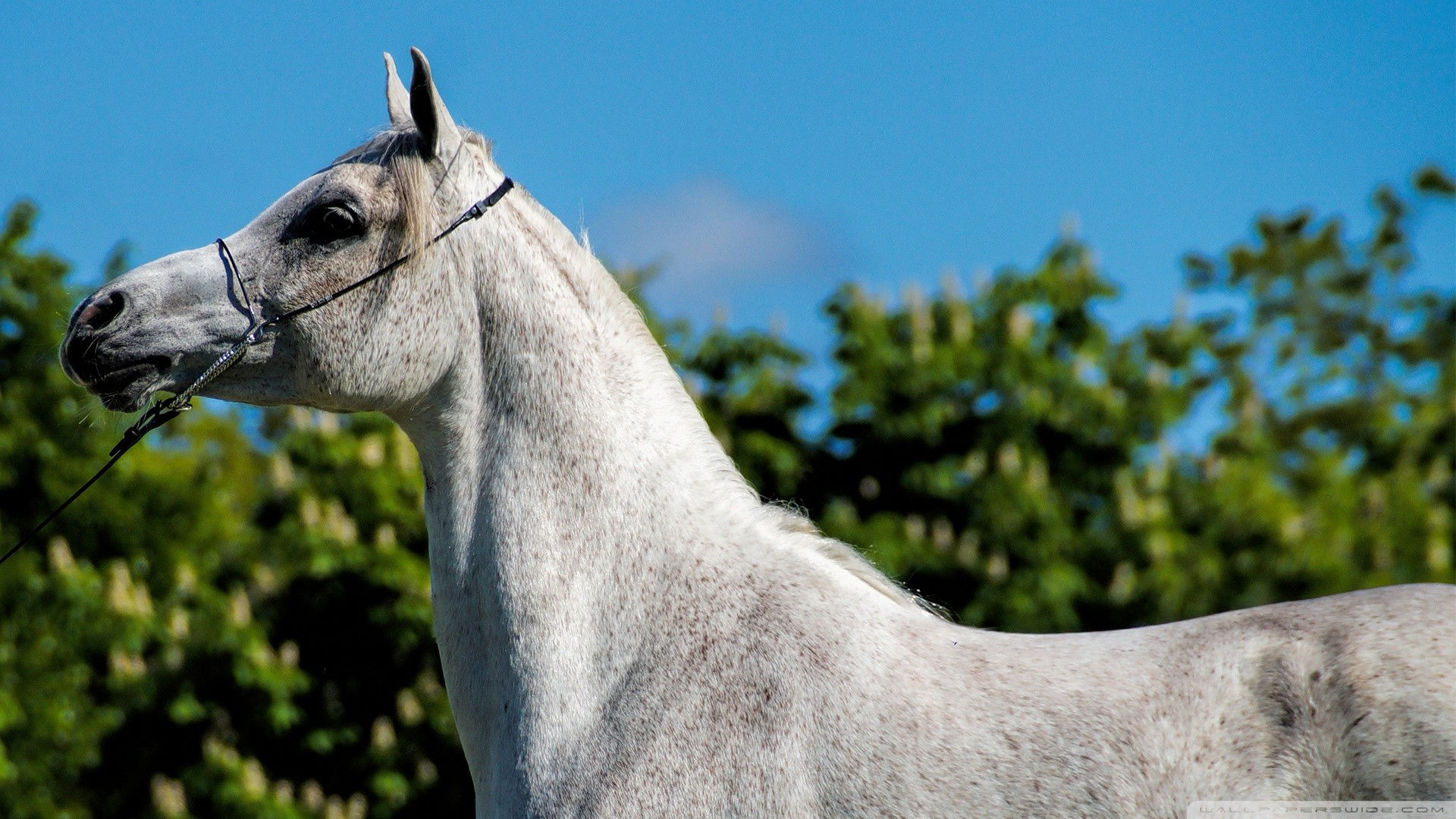 Wallpaper #-x2ULJMBlOZrFDOkz8qk91 Arabian Horse Wallpaper 55 Images