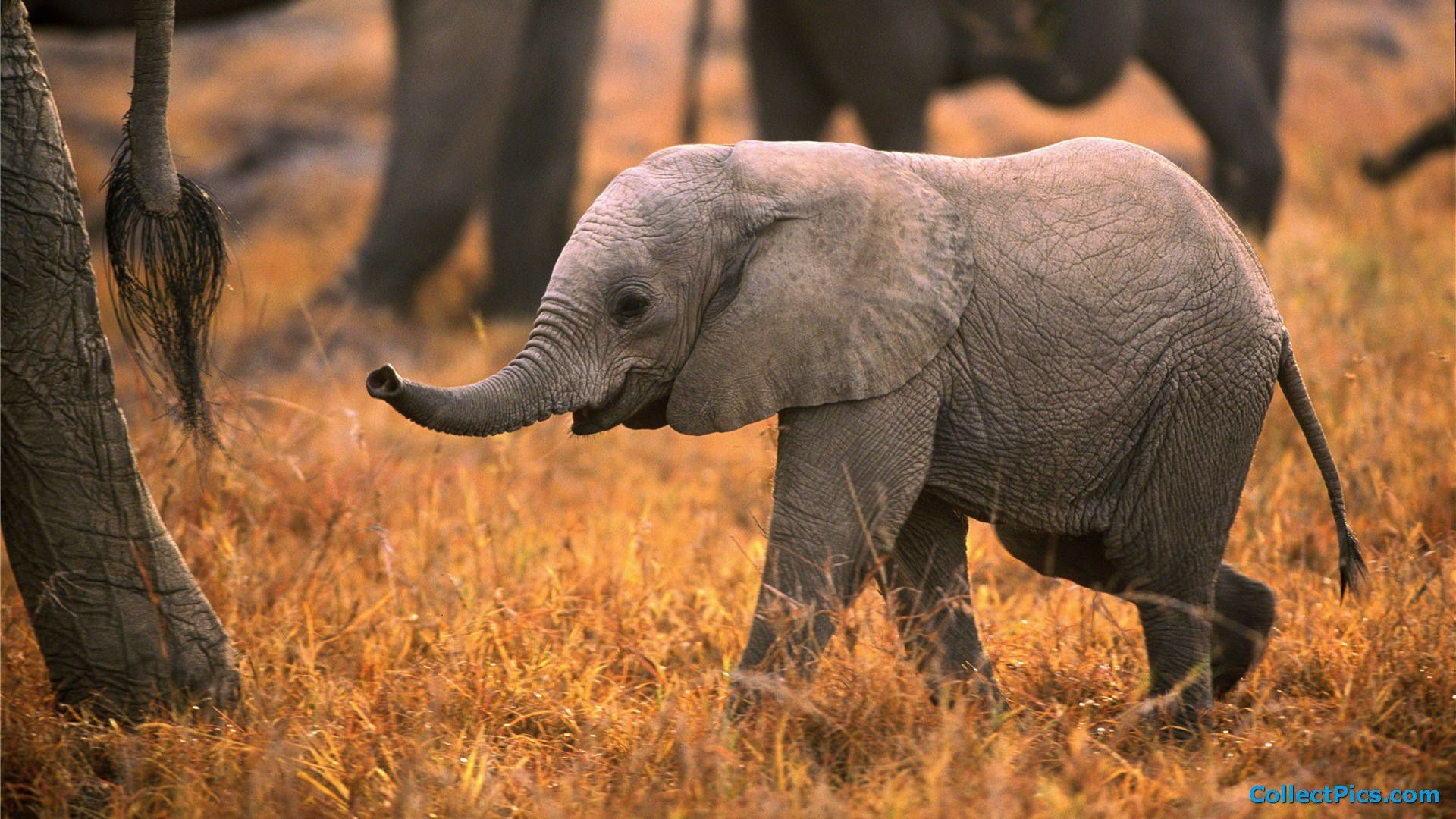 Wallpaper #sHfNJ5MB-pgBXx60h6cK10 Elephant Desktop Wallpaper 77 Images