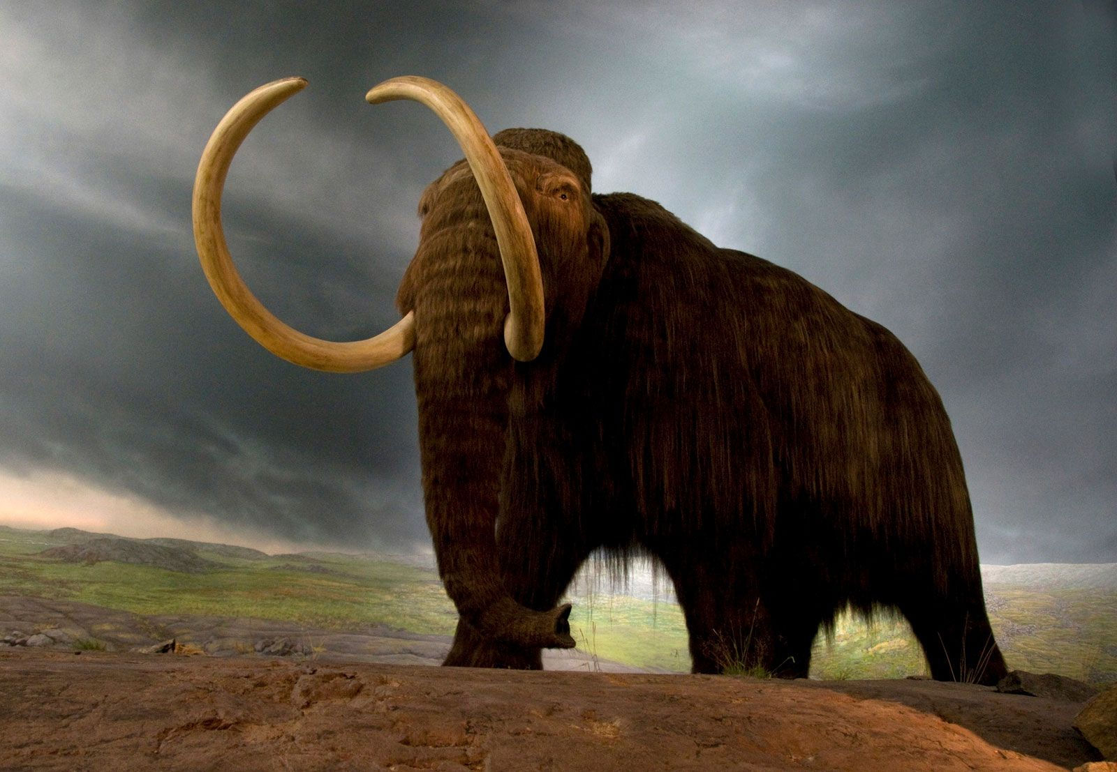 Wallpaper #Yh2rLJMBlOZrFDOkw8sX319 Mammoth Definition Size Height Picture Facts Britannica