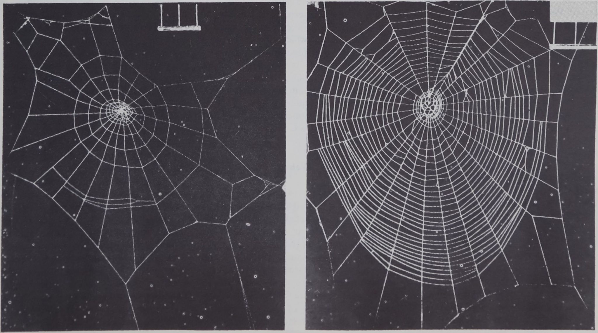 Wallpaper #F2jUHpMBSpphPi3-Fion13 Spider Web Buildingreprinted from Science Dr Peter N Witt