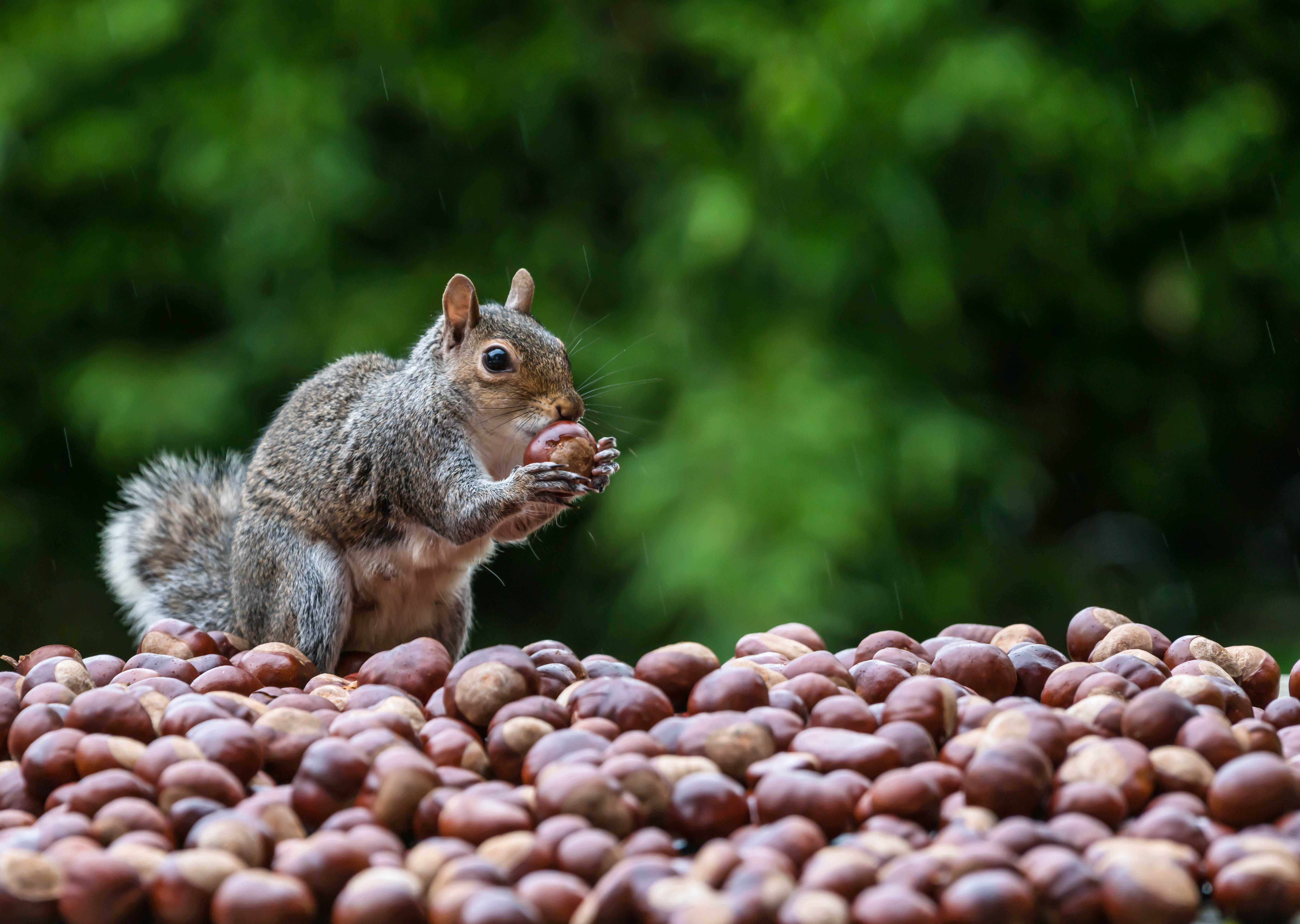 Wallpaper #e8kjjpcB-VVLIetllmrB174 24 What Animals Eat Squirrels Shandenlilah
