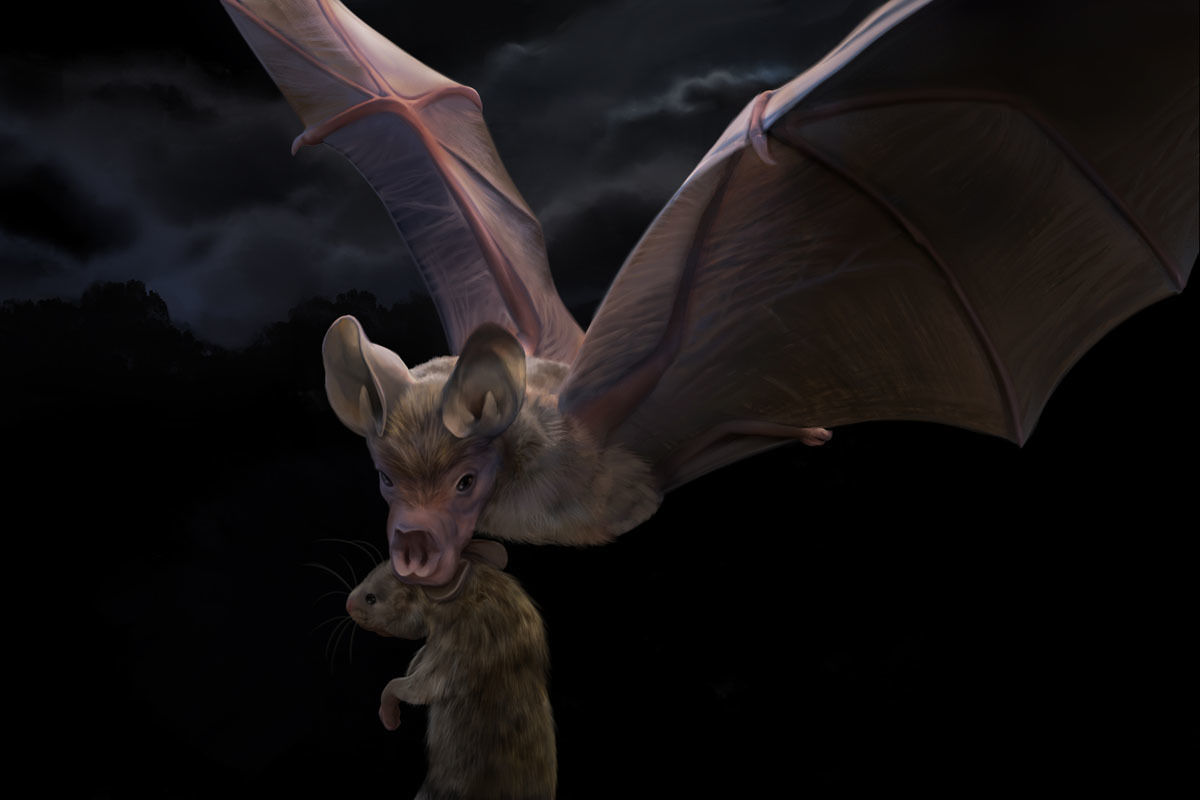 Wallpaper #S2cLE5MBSpphPi3-pP5k347 Prehistoric Bat Munched on Mammals Earth Archives