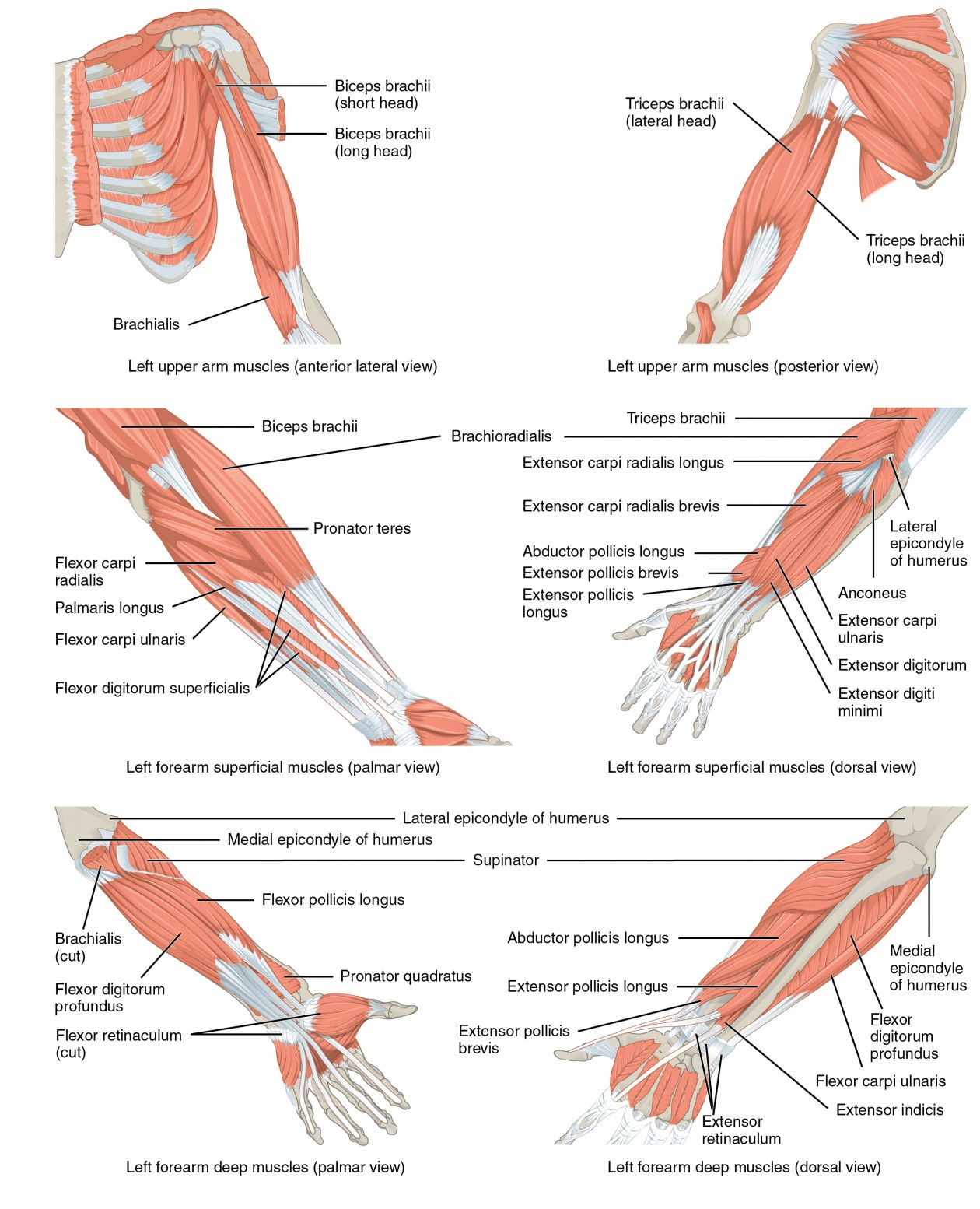 Wallpaper #yCymSZMB0E1QgA7wRfMq328 Muscles of the Pectoral Girdle and Upper Limbs Anatomy and Physiology
