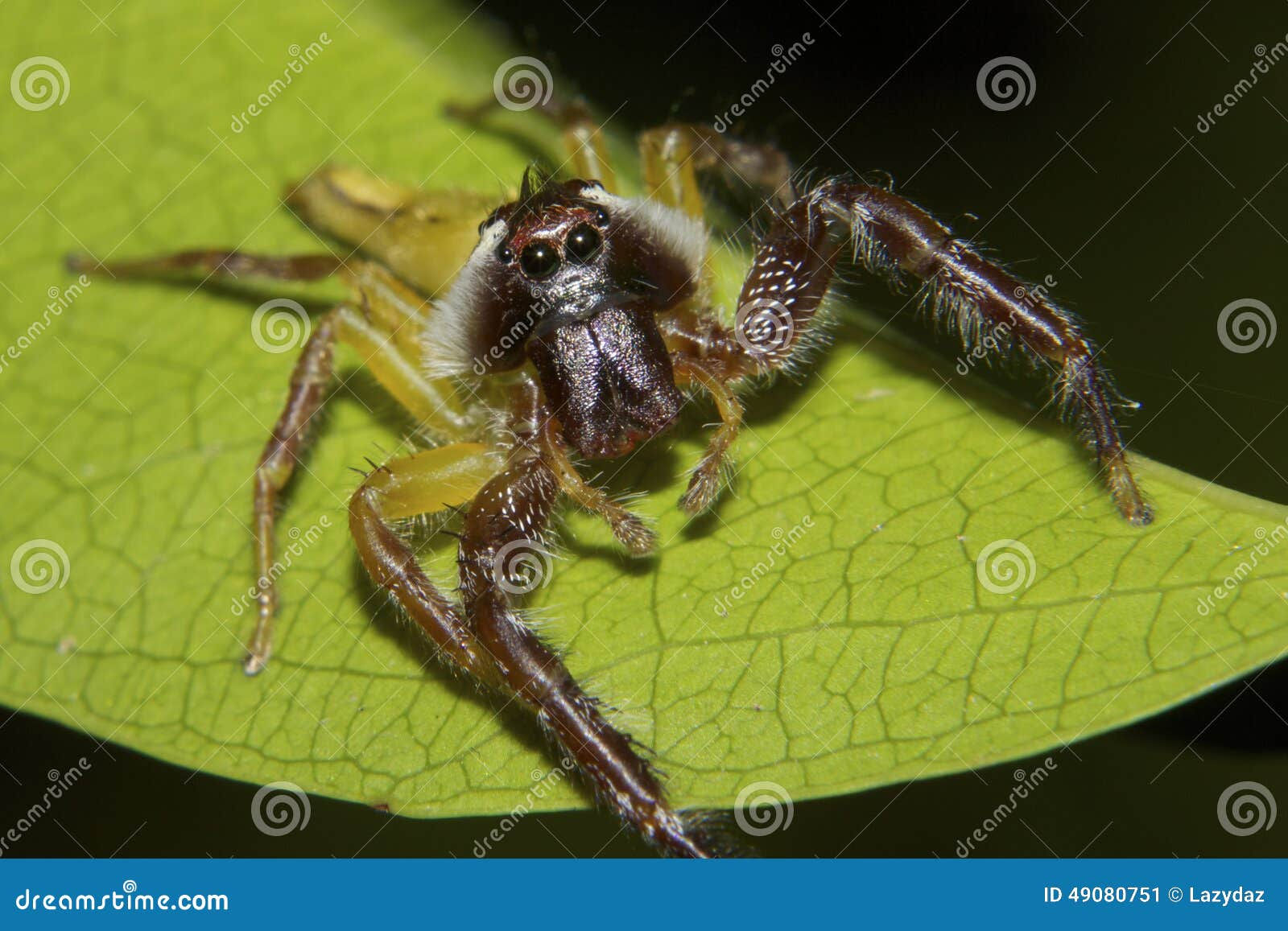 Wallpaper #e2dv9JIBSpphPi3-JXru96 Close Up of Northern Green Jumping Spider Stock Photo Image 49080751
