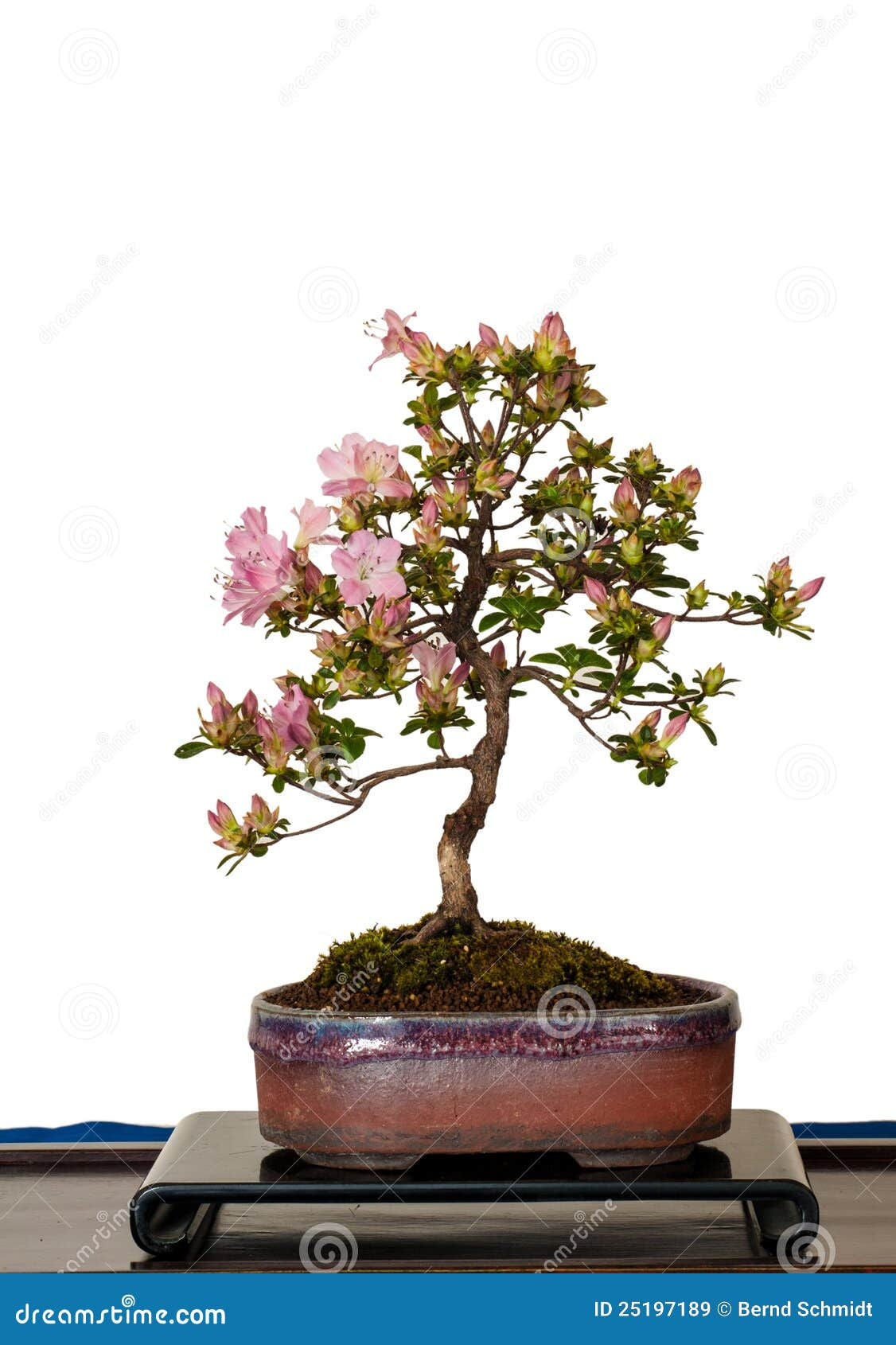 Wallpaper #d8e0c Satsuki Azalea Bonsai Trees Buy Online Greenwood Bonsai Studio