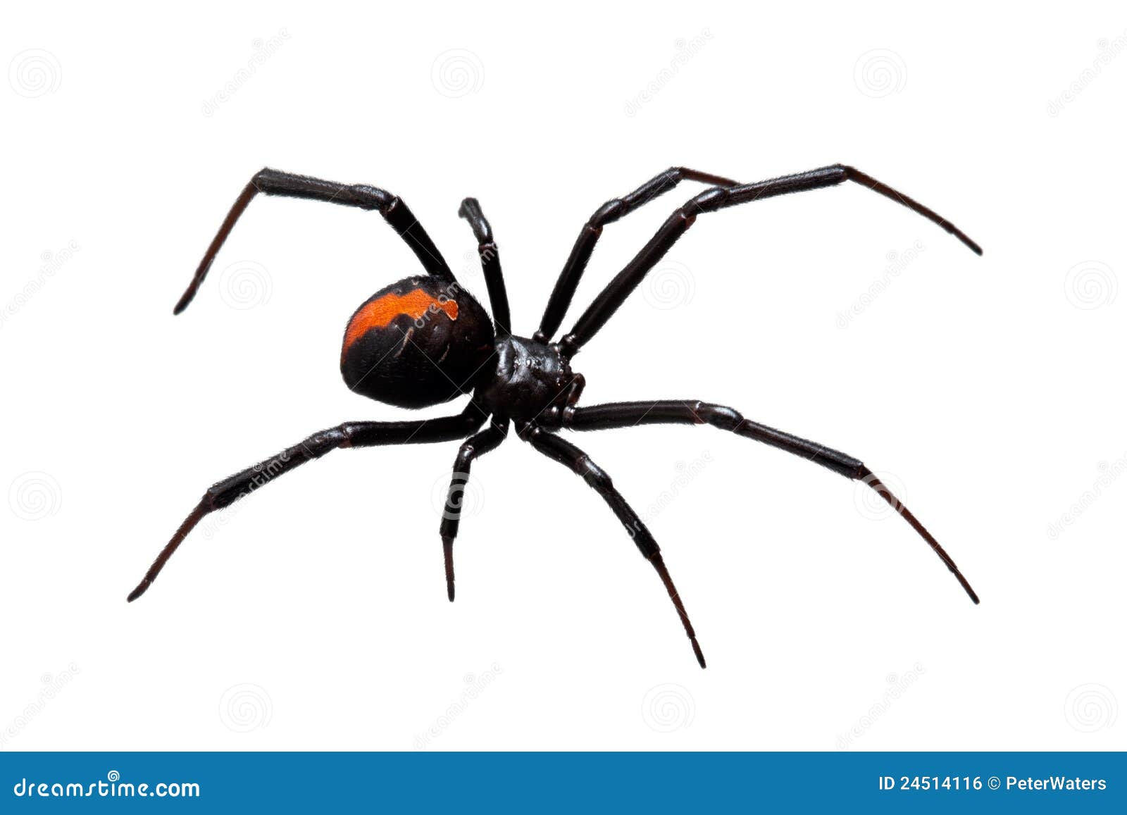 Wallpaper #5vQUOpMBKFX8bn3rPHdj249 Spider Redback or Black Widow Isolated on White Royalty Free Stock