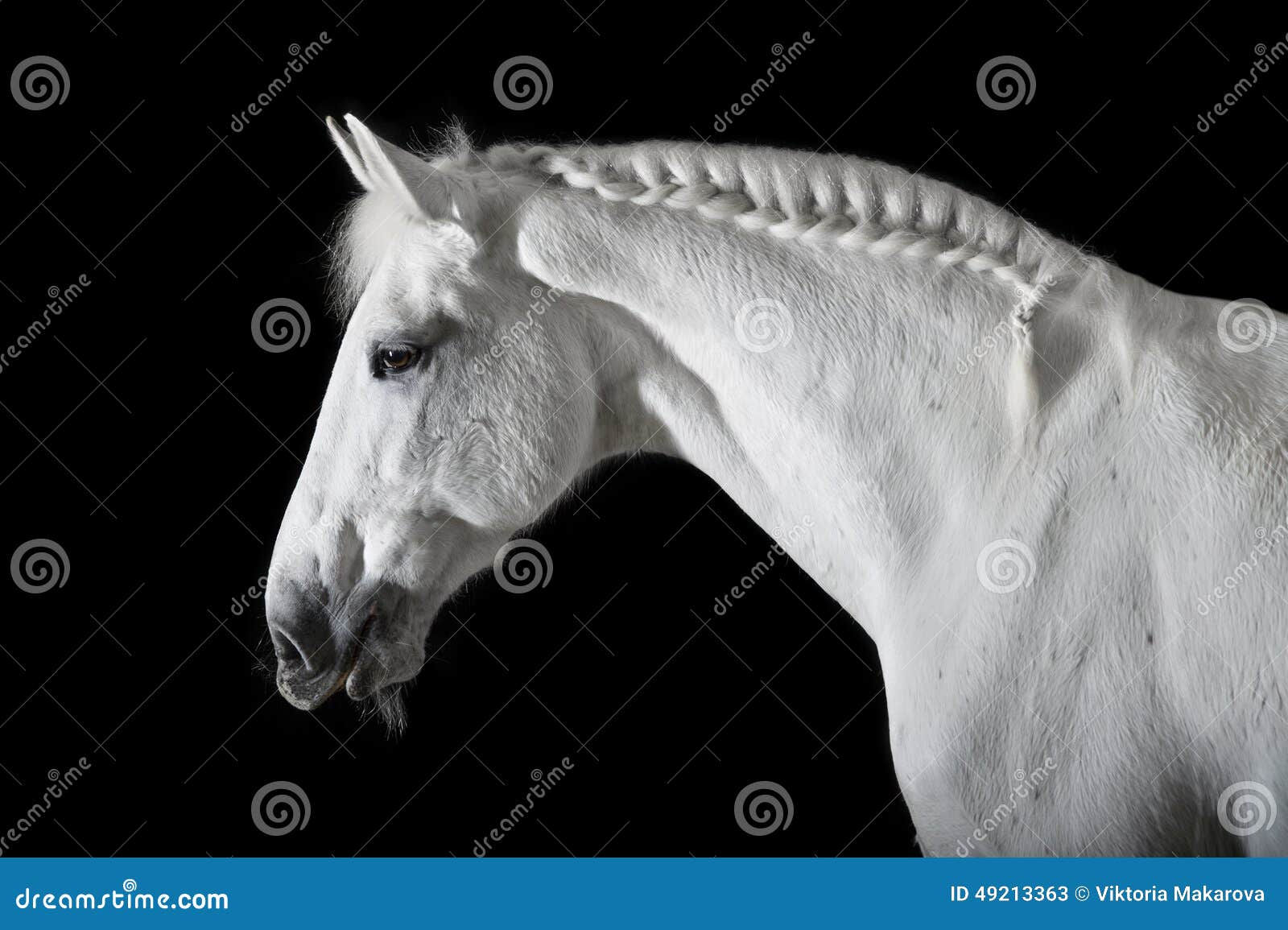 Wallpaper #bWfaEpMBSpphPi3-4_0h309 White Horse on Black Background Stock Photo Image 49213363
