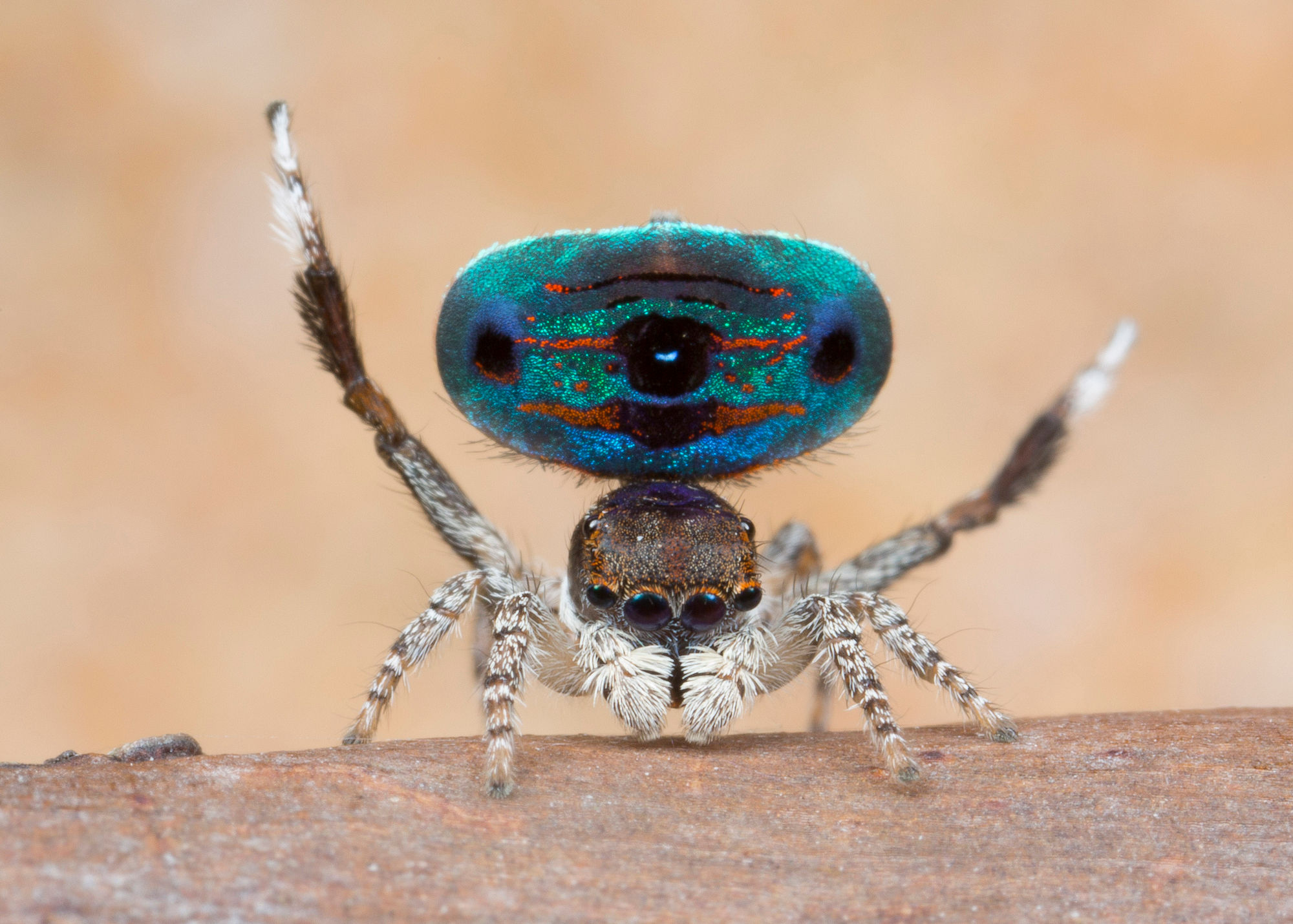 Wallpaper #32cVEZMBSpphPi3-sfVC94 5 New Species of Colorful Spiders Discovered in Australia