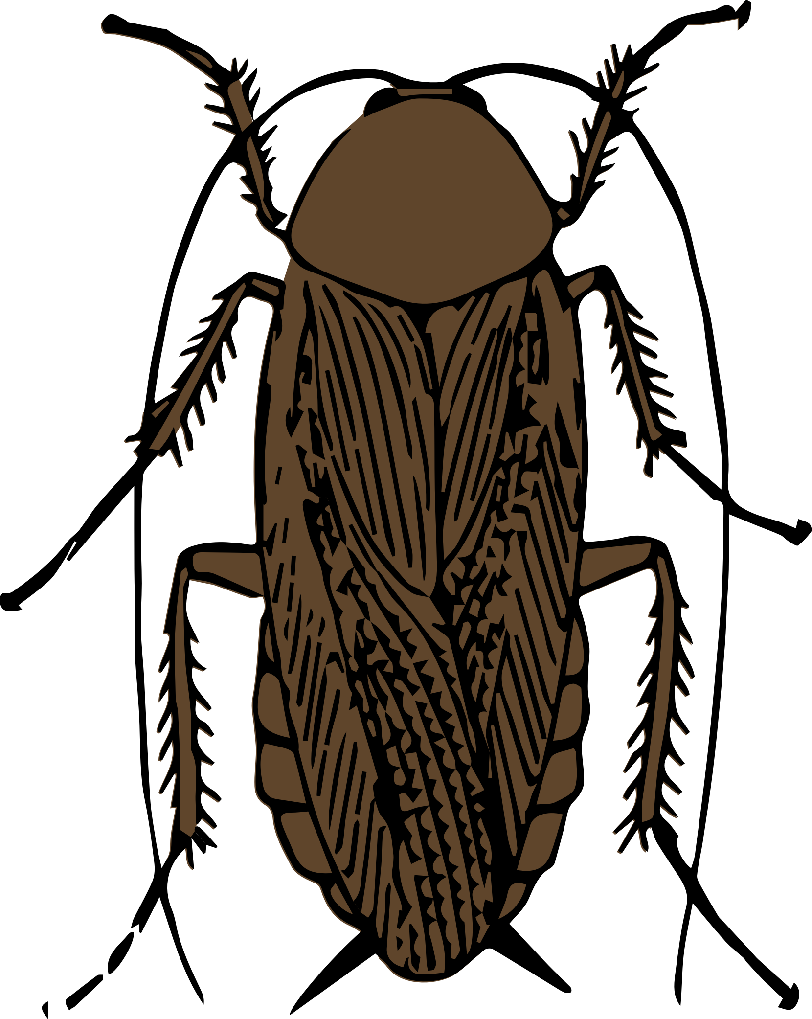 Wallpaper #SWdXCpMBSpphPi3-q9Qk247 Cockroach Clipart in Animal 46 Cliparts